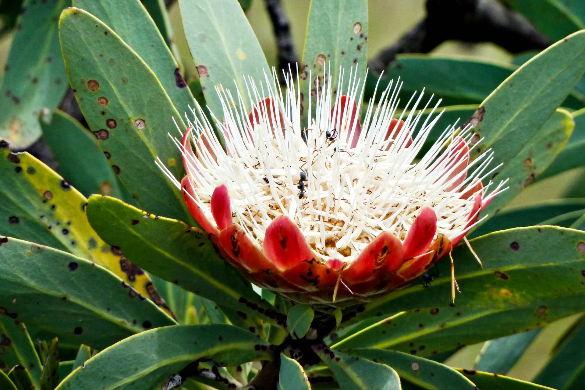 Narodowy kwiat RPA – protea Narodowy kwiat RPA – protea