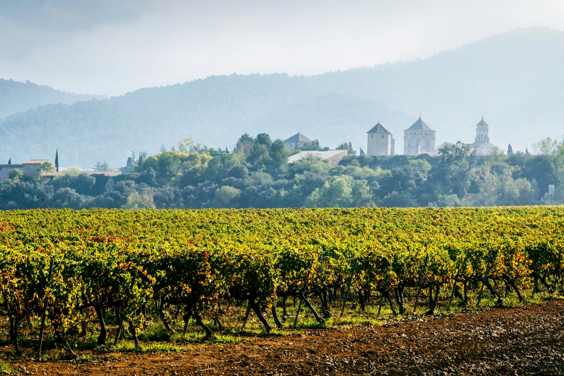Winnice w Prioracie z preferowanymi winogronami Grenache i Carignan Winnice w Prioracie z preferowanymi winogronami Grenache i Carignan
