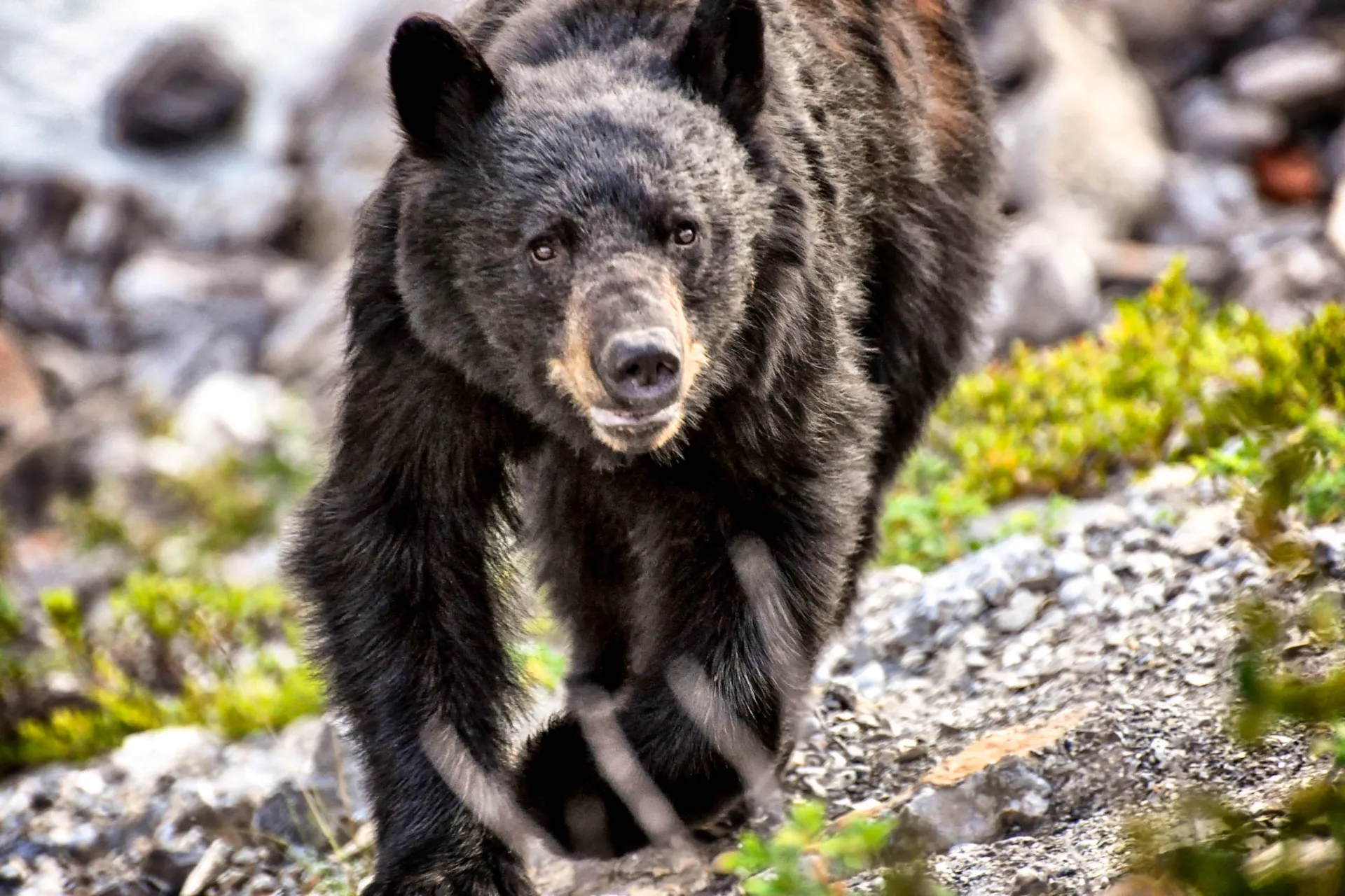 Niedźwiedź czarny żyje zwykle 15–25 lat i może ważyć do 270 kg Niedźwiedź czarny żyje zwykle 15–25 lat i może ważyć do 270 kg