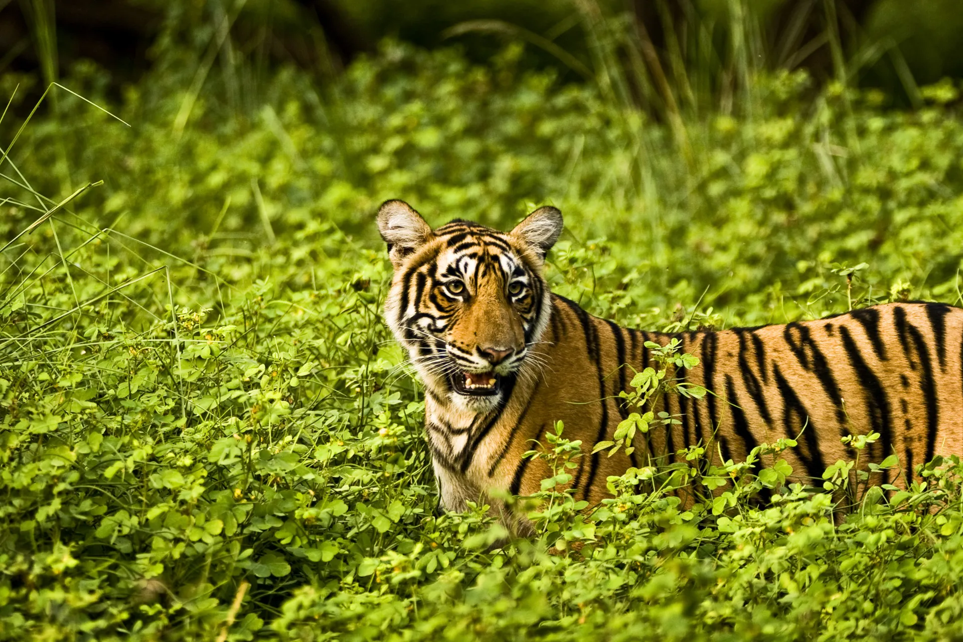 Spośród wielkich kotów tygrys ma największą rozpiętość rozmiarów – od 65 do 320 kg Spośród wielkich kotów tygrys ma największą rozpiętość rozmiarów – od 65 do 320 kg