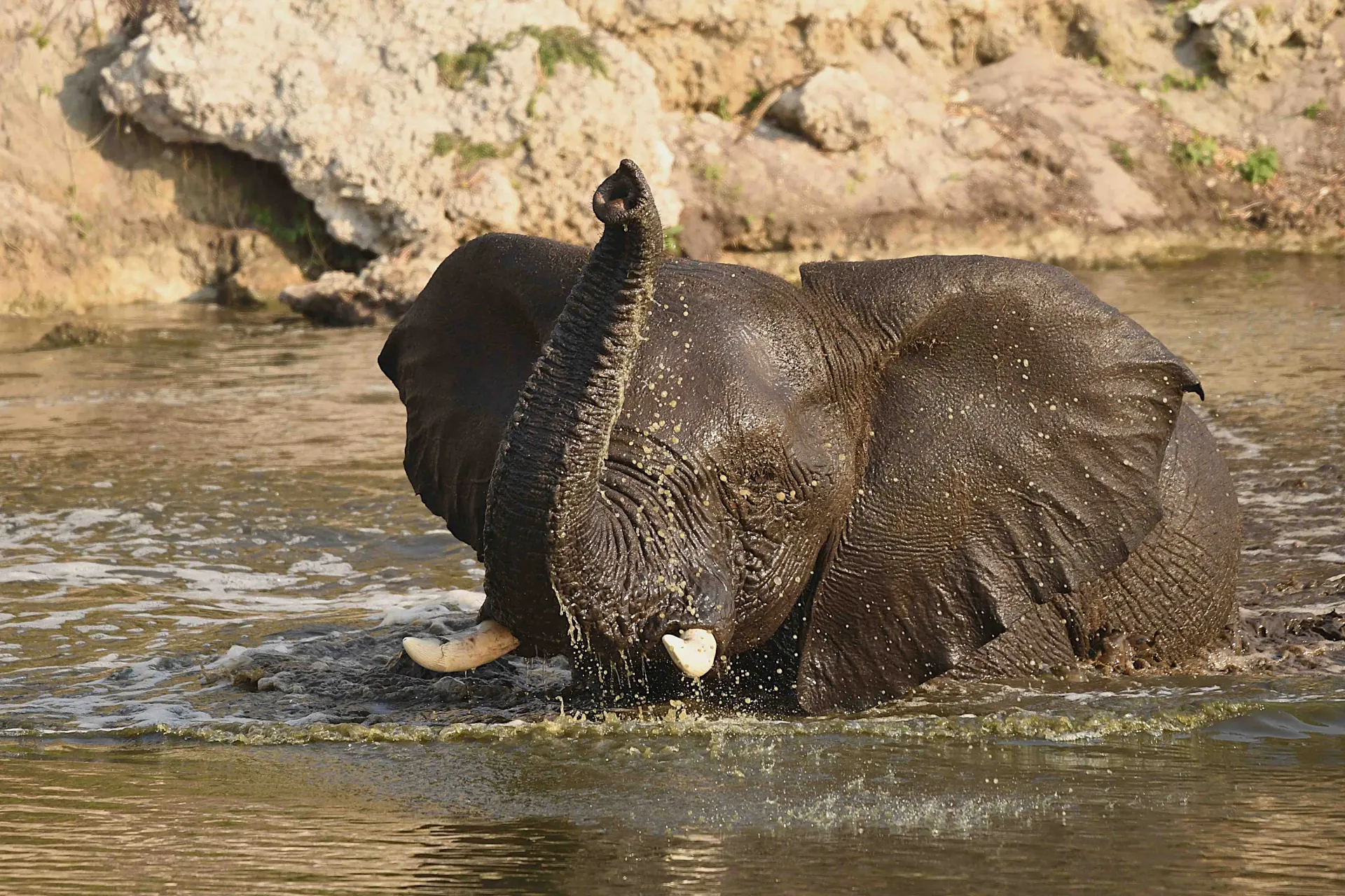 Zabawka do pływania Zabawka do pływania