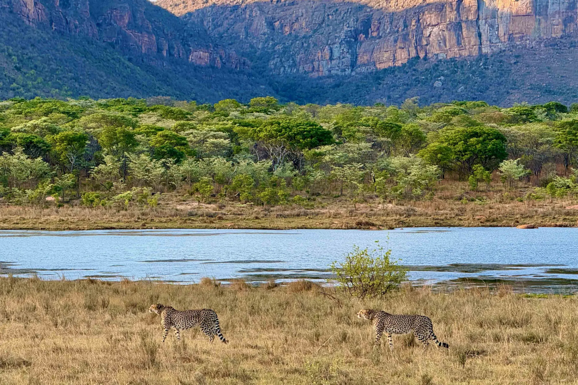 Gepard jest najszybszym zwierzęciem na świecie - do 120 km/h Gepard jest najszybszym zwierzęciem na świecie - do 120 km/h