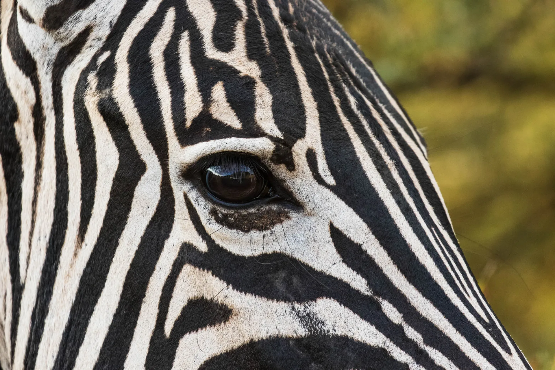 Zebra dobrze widzi w słabym świetle i ma pole widzenia wynoszące niemal 140 stopni Zebra dobrze widzi w słabym świetle i ma pole widzenia wynoszące niemal 140 stopni