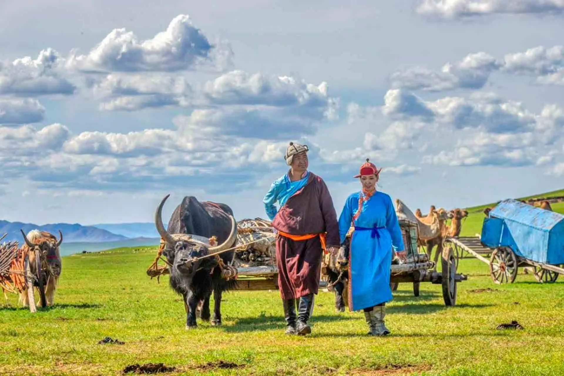 Mongołowie nomadzi z wozami zaprzężonymi w woły na stepie