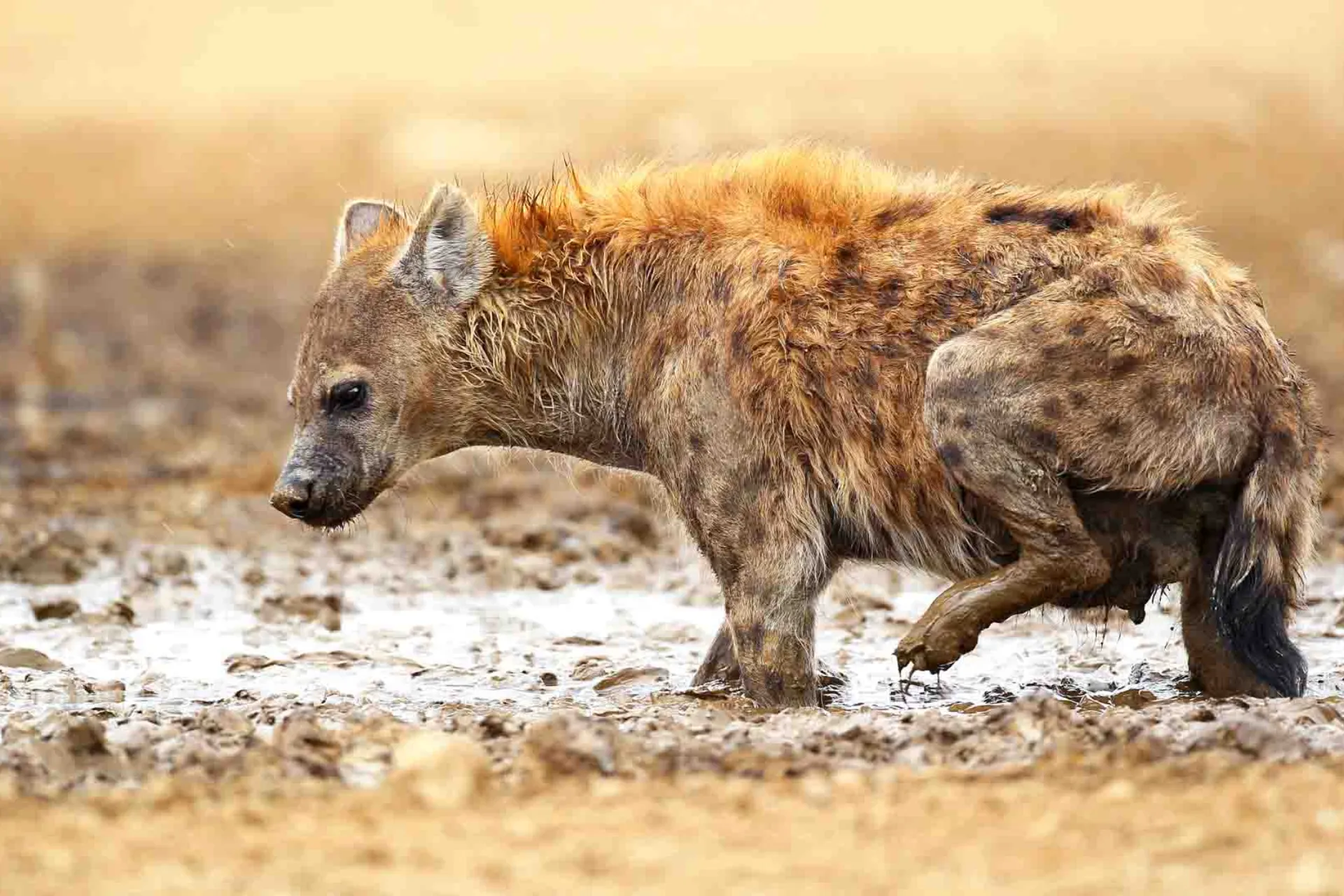 Hieny żyją w dużych, złożonych klanach o silnej strukturze społecznej