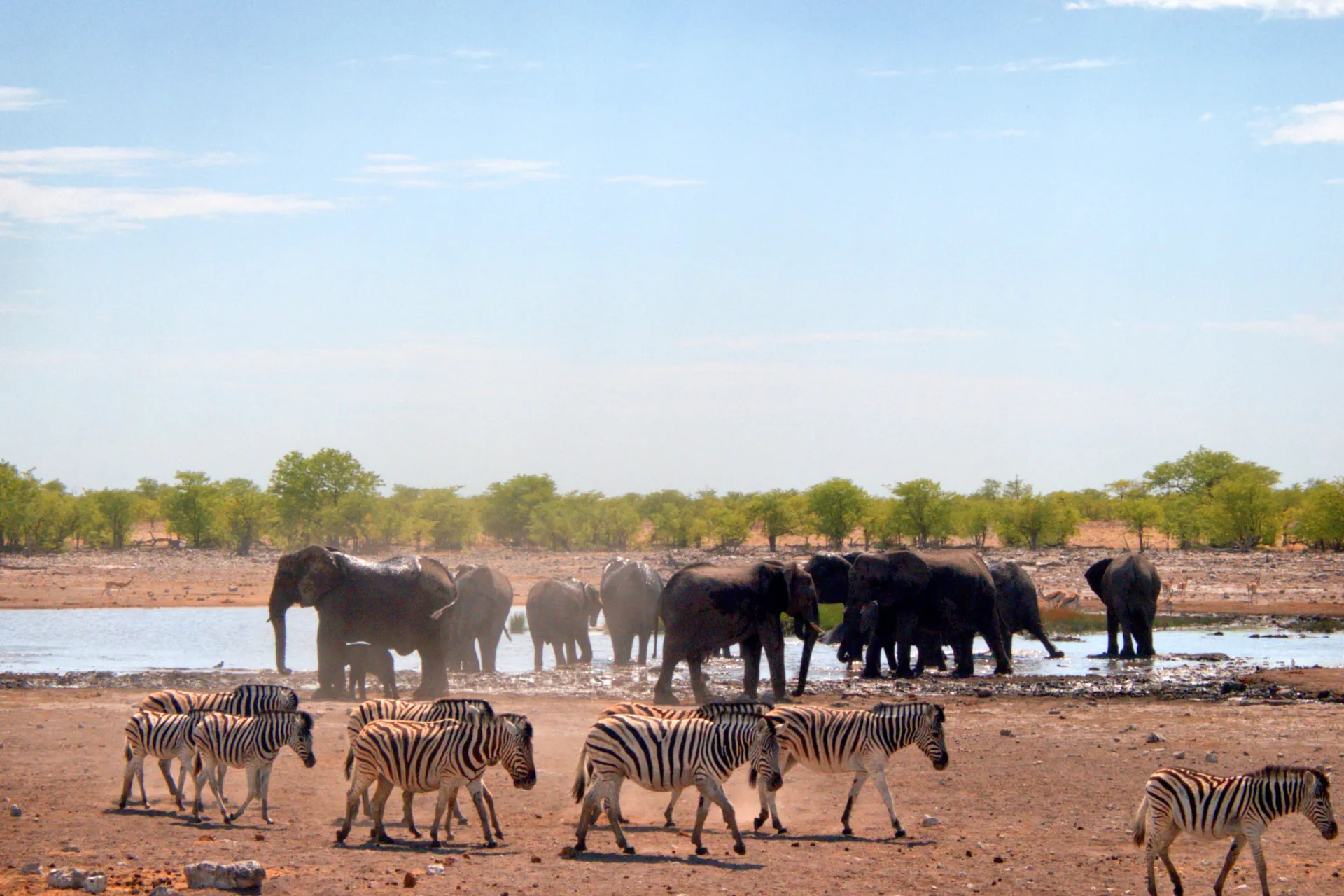 Słonie i zebry spotykają się przy rzece Słonie i zebry spotykają się przy rzece