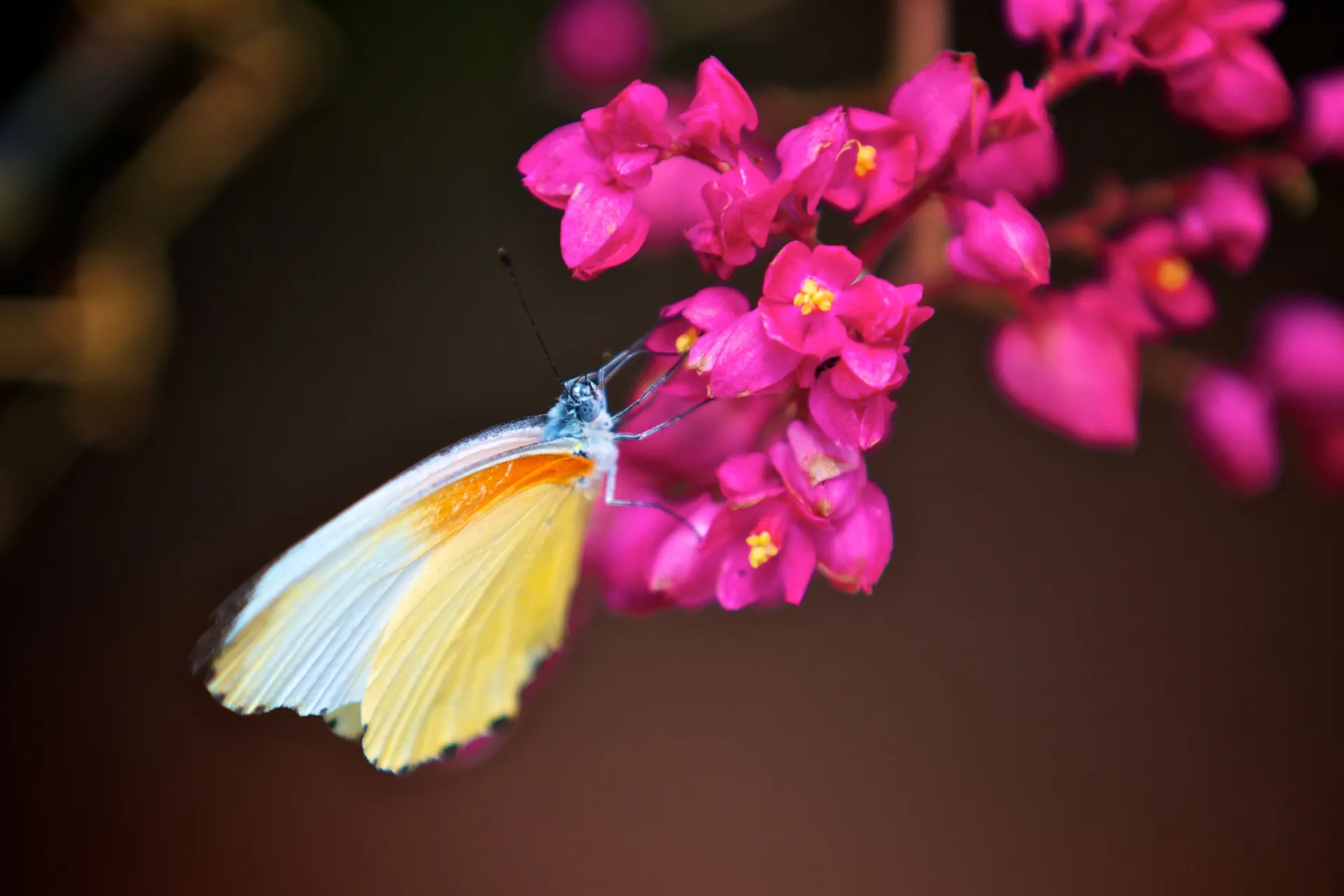 Nie wszystkie zwierzęta na sawannie są duże