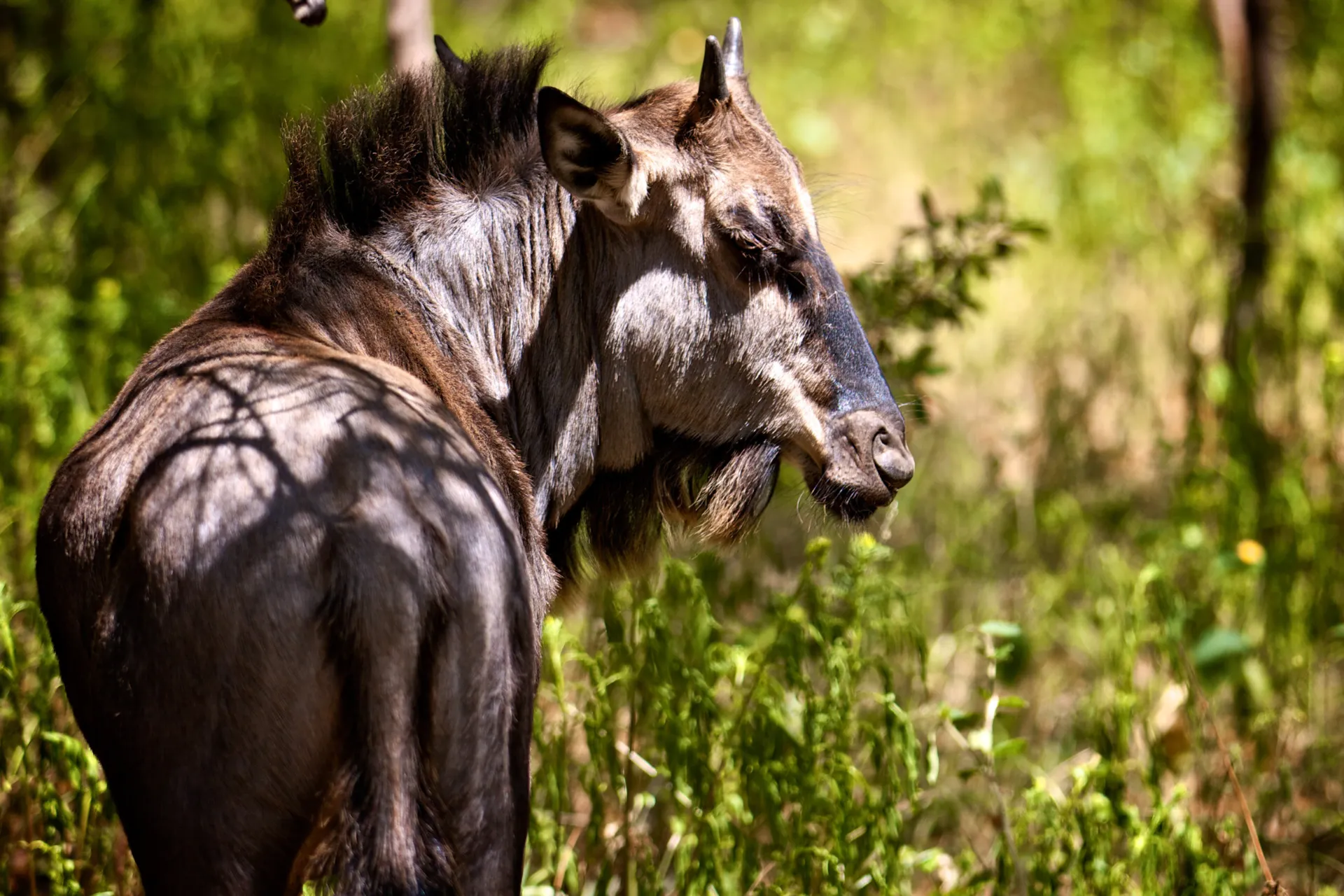 Gnu zawdzięcza swoją nazwę swojemu dźwiękowi Gnu zawdzięcza swoją nazwę swojemu dźwiękowi