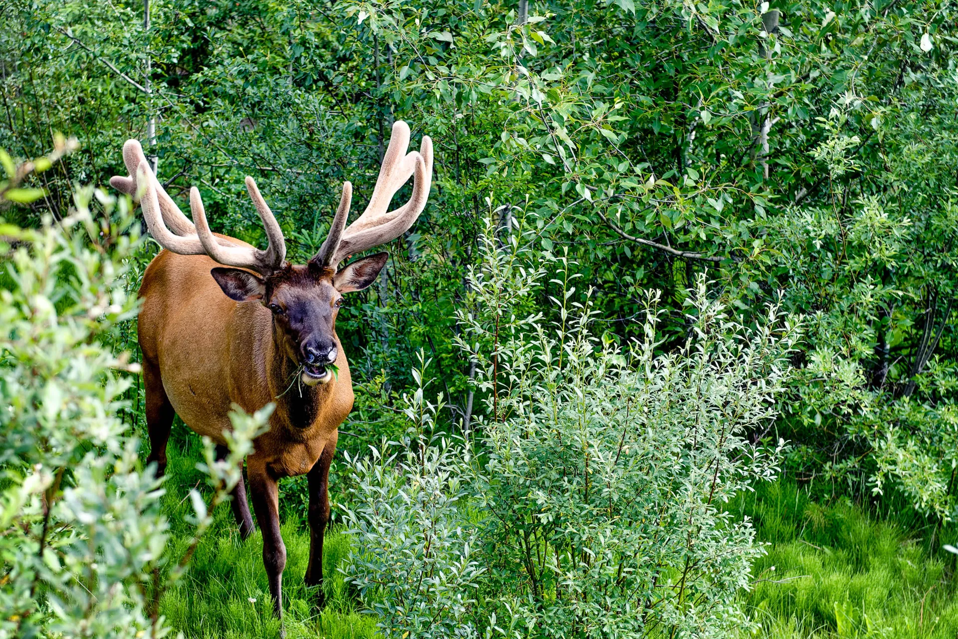 Samiec wapiti z dużym porożem Samiec wapiti z dużym porożem