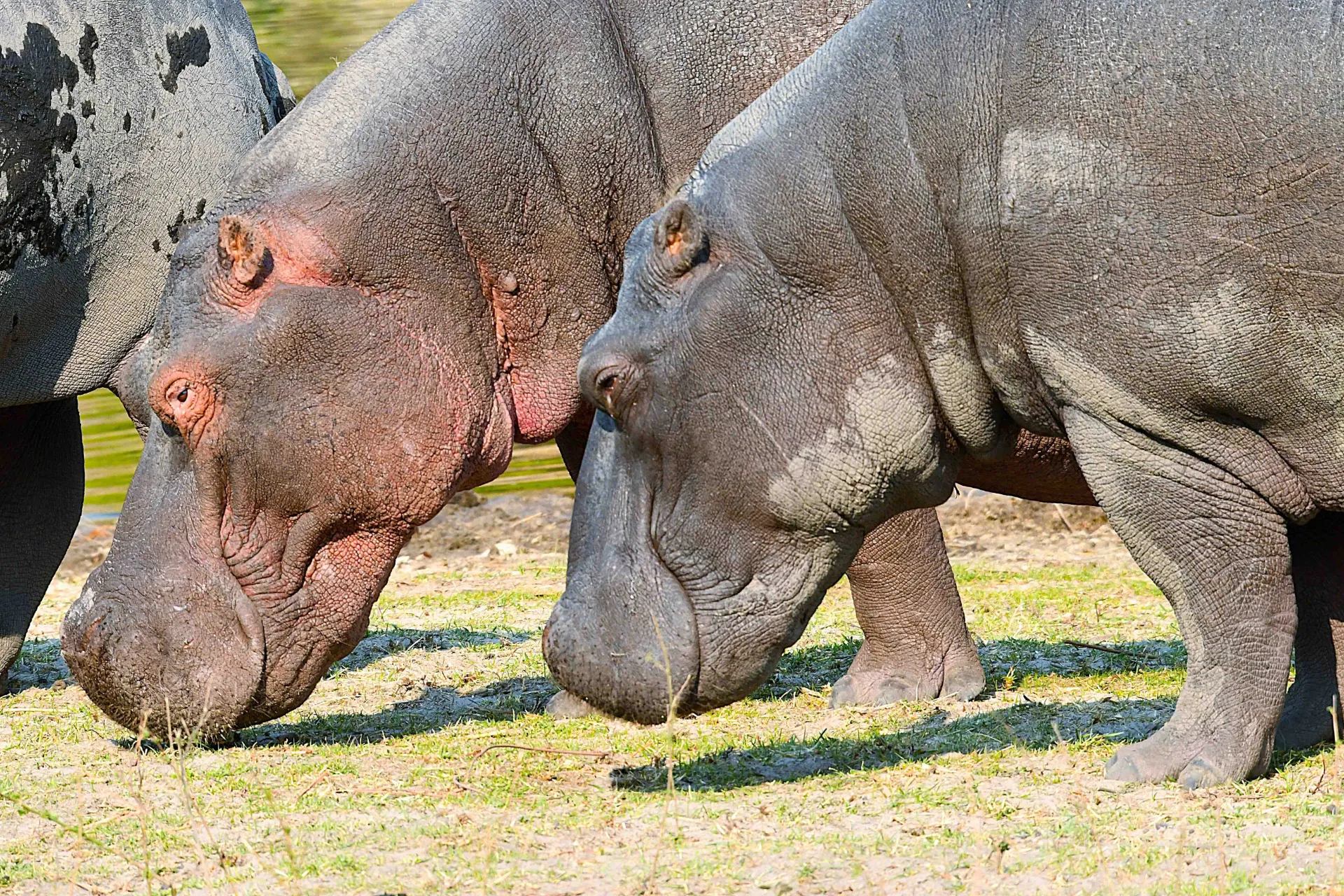 Hipopotamy żywią się głównie trawą, którą jedzą nocą. Hipopotamy żywią się głównie trawą, którą jedzą nocą.
