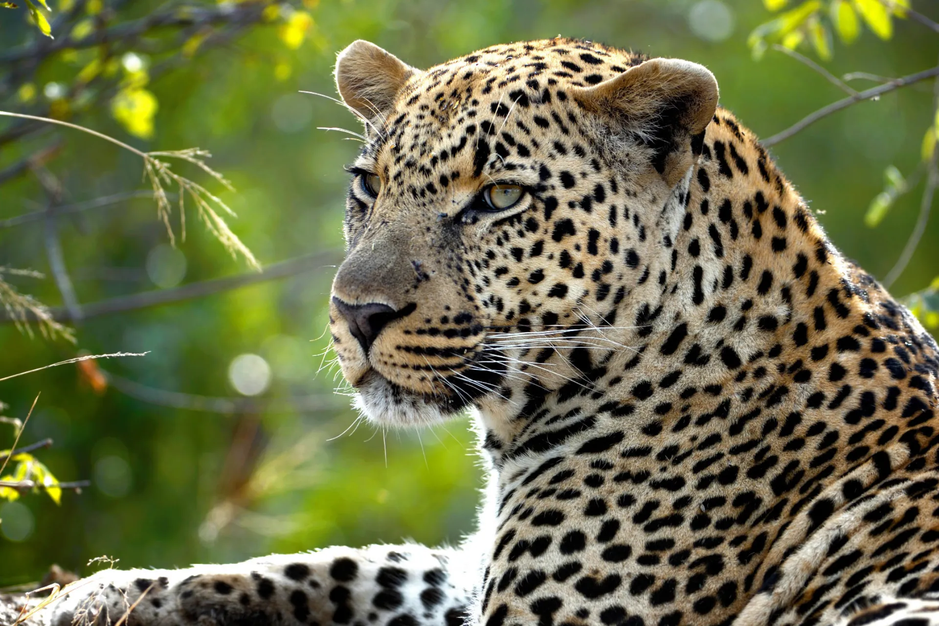 Lampart może biegać z prędkością ponad 60 km/h Lampart może biegać z prędkością ponad 60 km/h