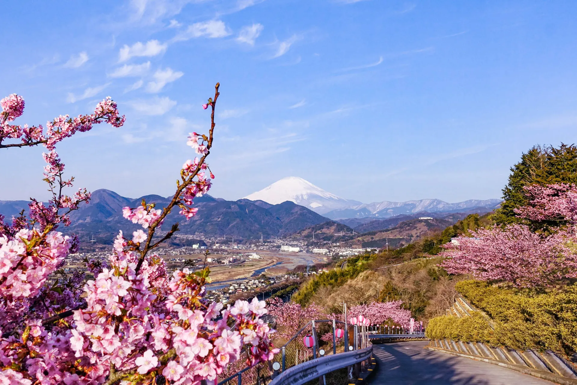 Góra Fuji wznosi się za kolorowymi drzewami wiśniowymi Góra Fuji wznosi się za kolorowymi drzewami wiśniowymi
