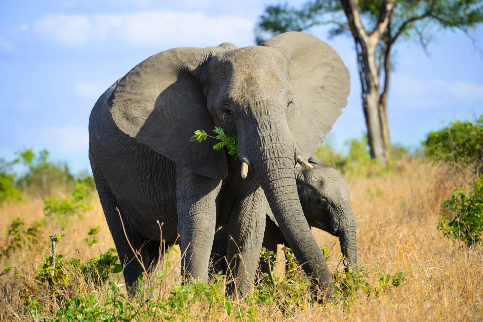 Uszy słonia mogą mieć do 1,5 metra długości i pomagają regulować temperaturę ciała Uszy słonia mogą mieć do 1,5 metra długości i pomagają regulować temperaturę ciała