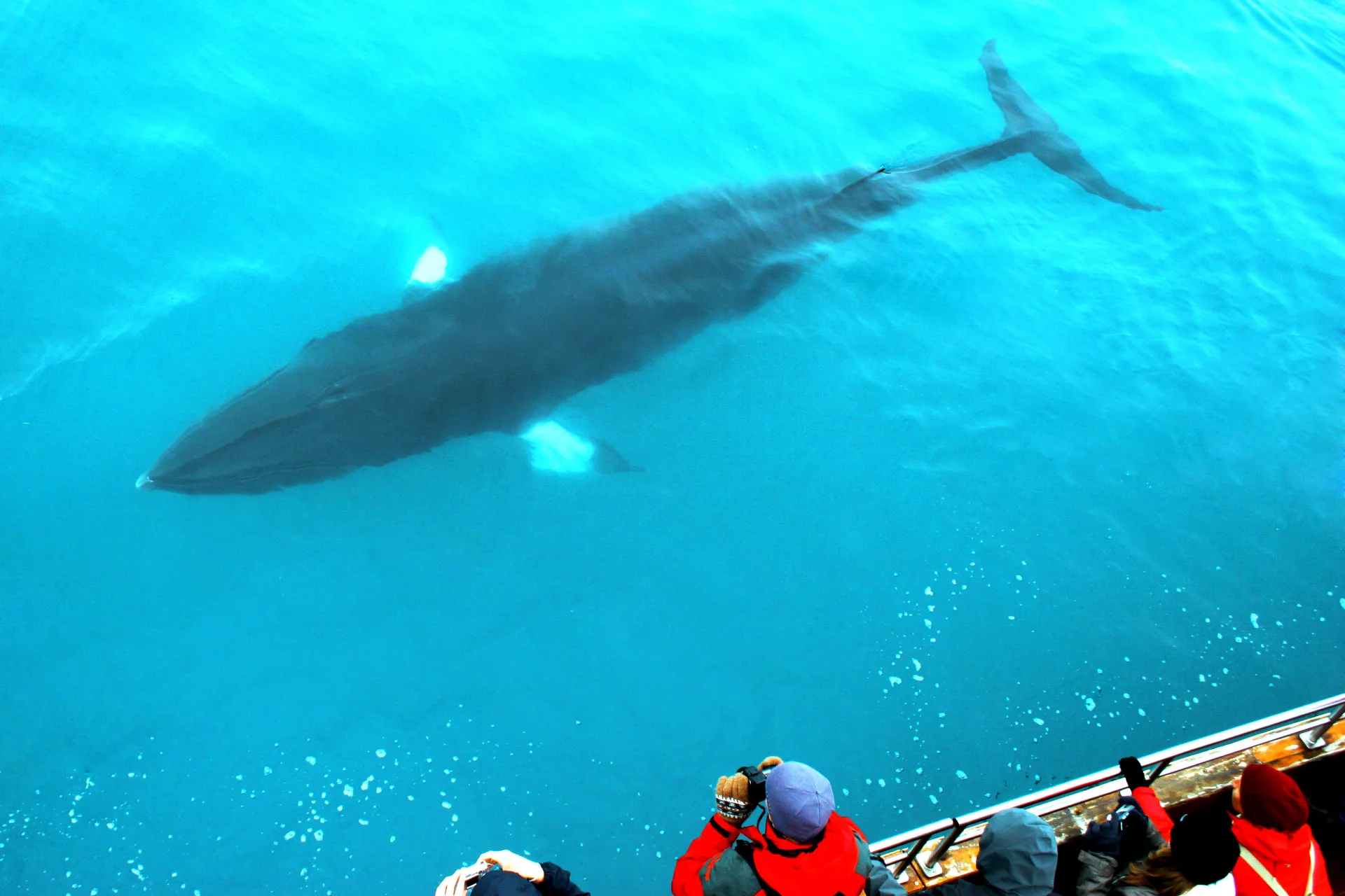 Możliwość zobaczenia wielorybów Możliwość zobaczenia wielorybów