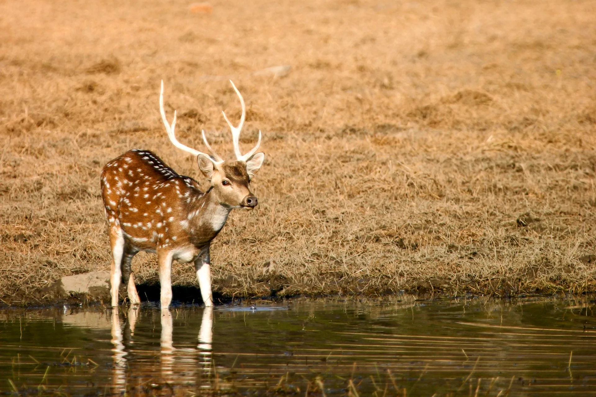 Jeleń aksis, Park Narodowy Ranthambore Jeleń aksis, Park Narodowy Ranthambore