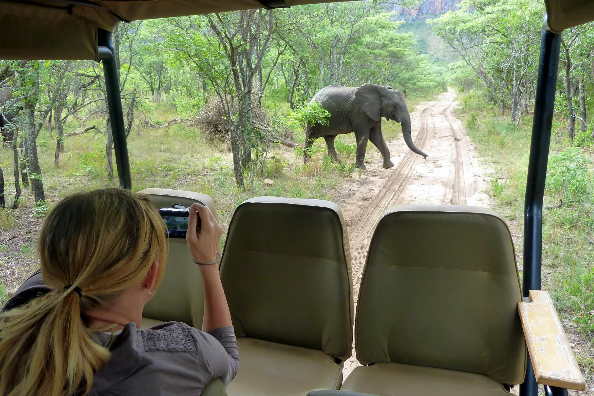 Słonie żyją 60-70 lat Słonie żyją 60-70 lat