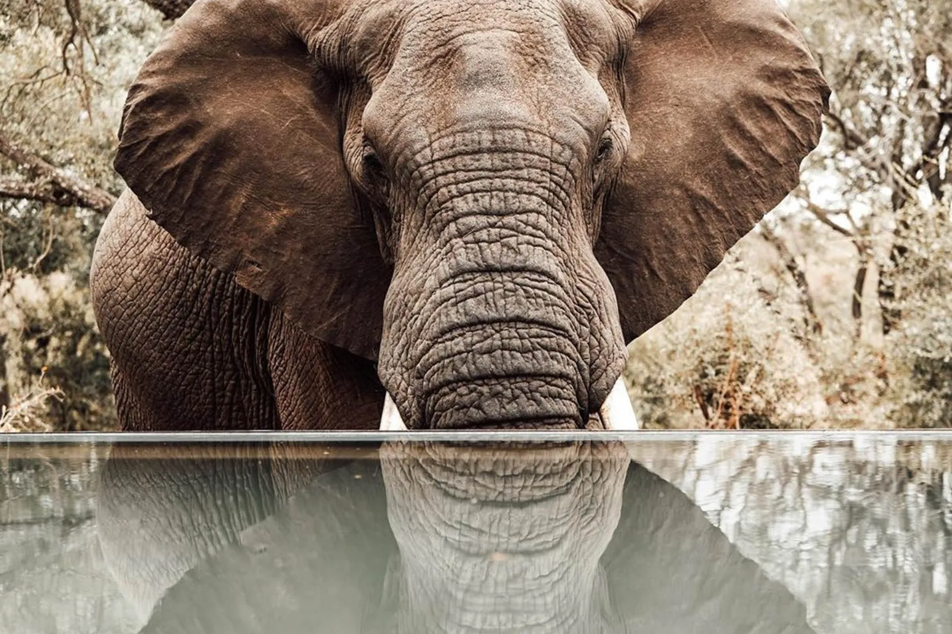 Słoń pozuje przy basenie w Mantobeni