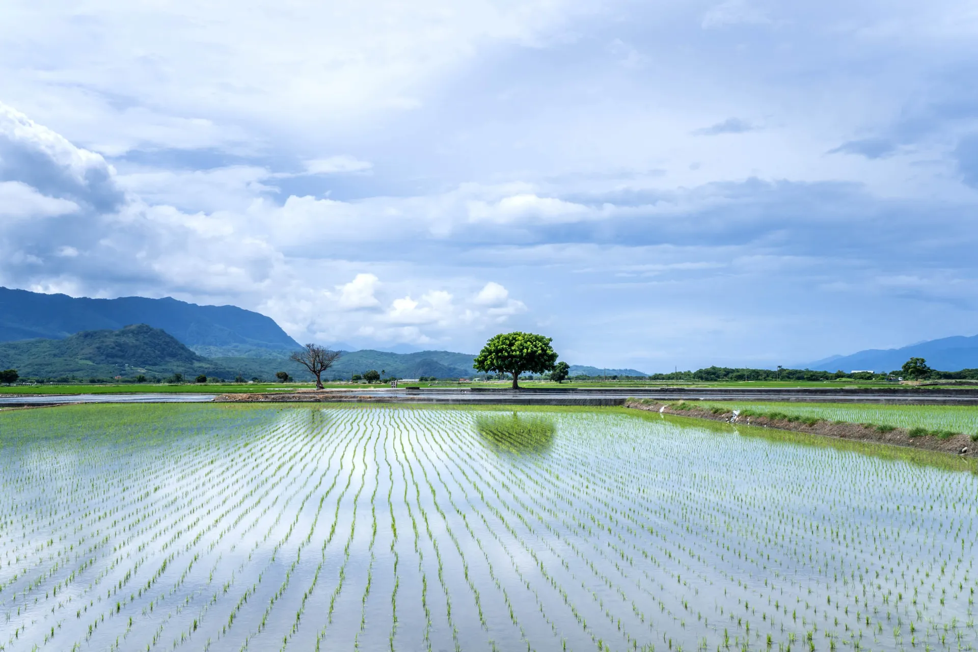 Pola ryżowe w Chishang Pola ryżowe w Chishang