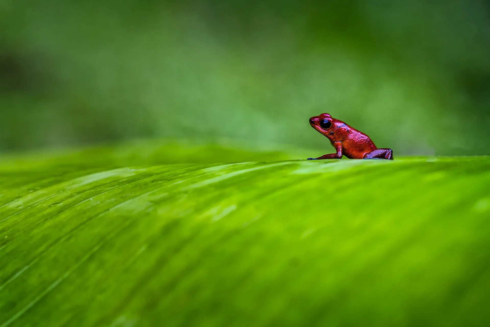 Mała czerwona żaba trująca — „truskawkowa żaba drzewna” — w kostarykańskiej dżungli. Nieszkodliwa dla ludzi Mała czerwona żaba trująca — „truskawkowa żaba drzewna” — w kostarykańskiej dżungli. Nieszkodliwa dla ludzi