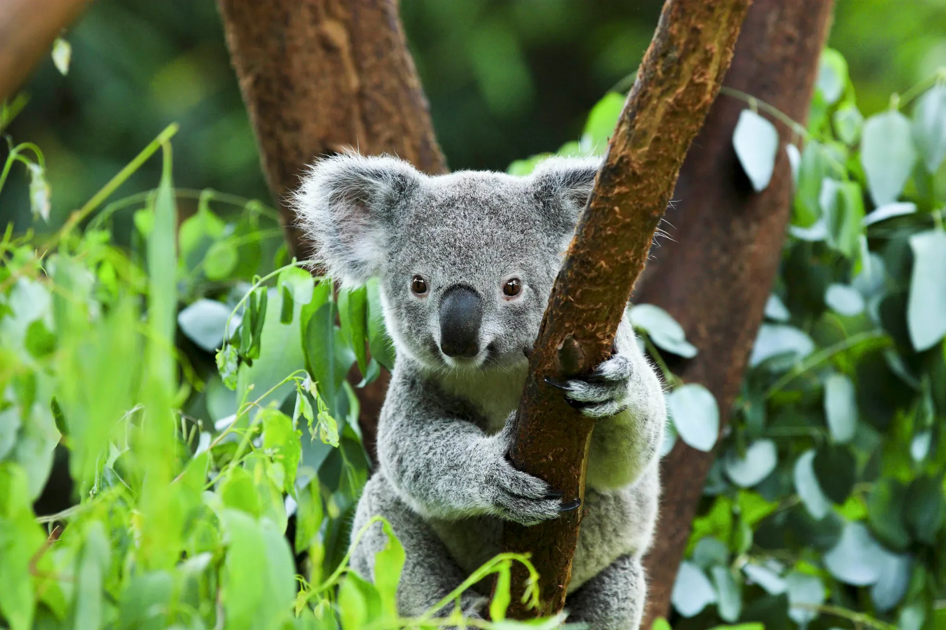 Koala to nadrzewny torbacz, który głównie żywi się liśćmi eukaliptusa Koala to nadrzewny torbacz, który głównie żywi się liśćmi eukaliptusa