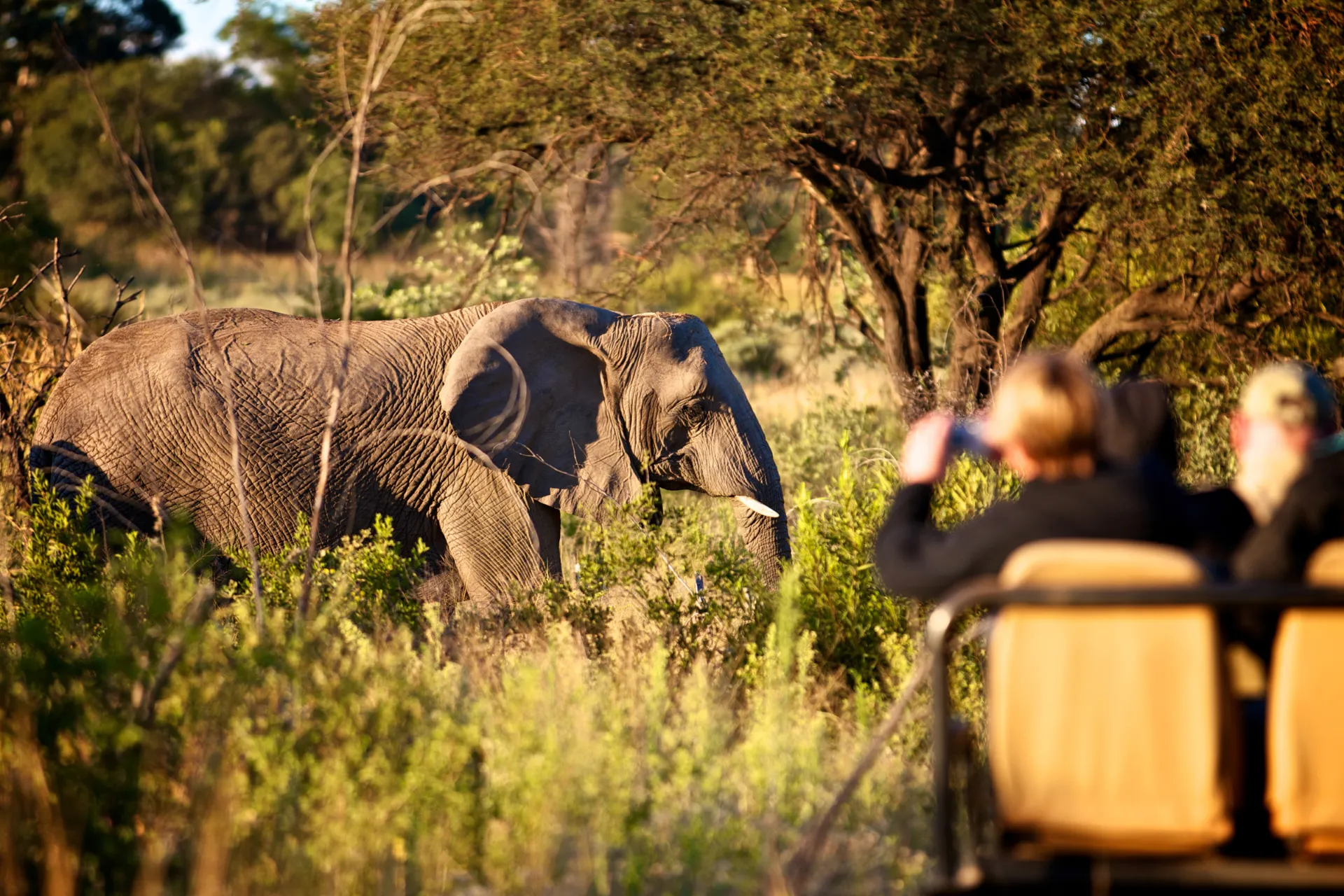 Słoń zjada 150–300 kg roślinności i pije 100–200 litrów wody dziennie Słoń zjada 150–300 kg roślinności i pije 100–200 litrów wody dziennie