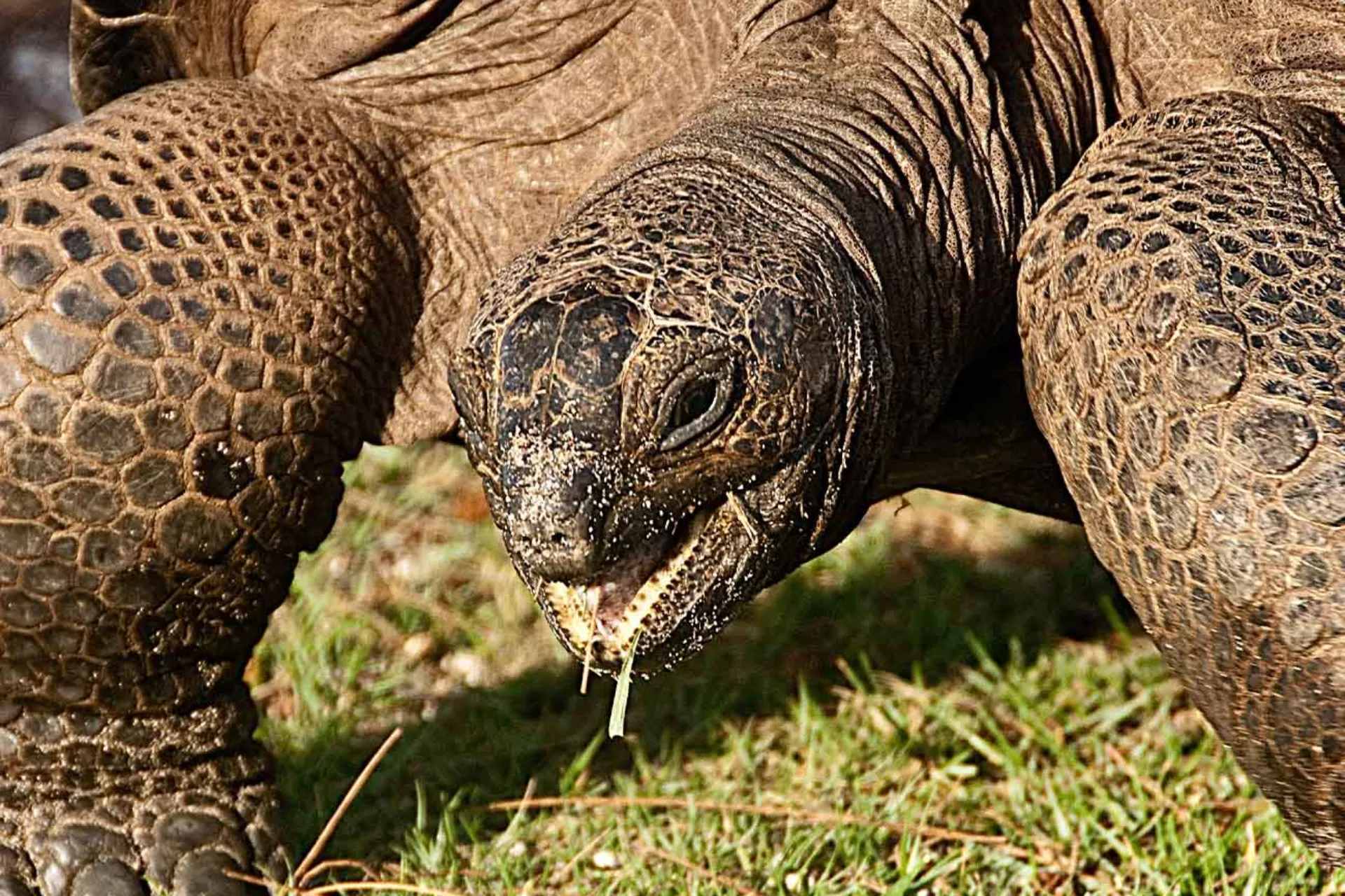 Żółw olbrzymi z Aldabry to drugi co do wielkości gatunek na świecie i może żyć do 150 lat
