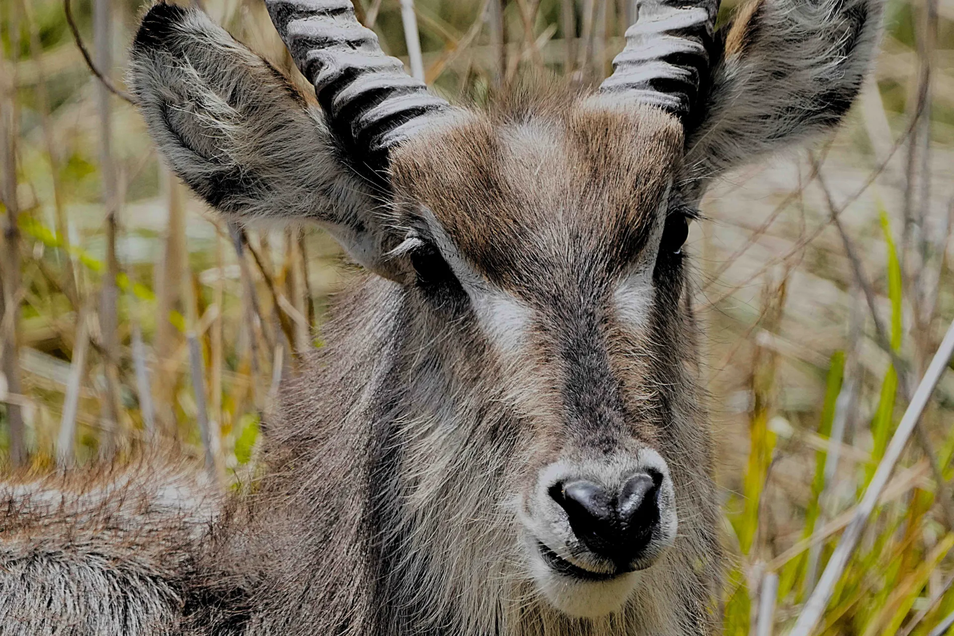 Portret kob śniady Portret kob śniady