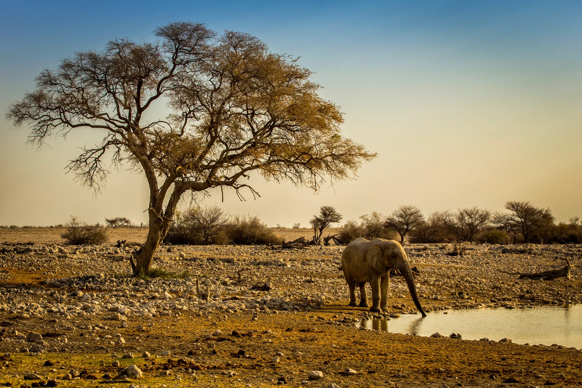 Słoń może wciągnąć ok. 10 litrów wody trąbą naraz Słoń może wciągnąć ok. 10 litrów wody trąbą naraz