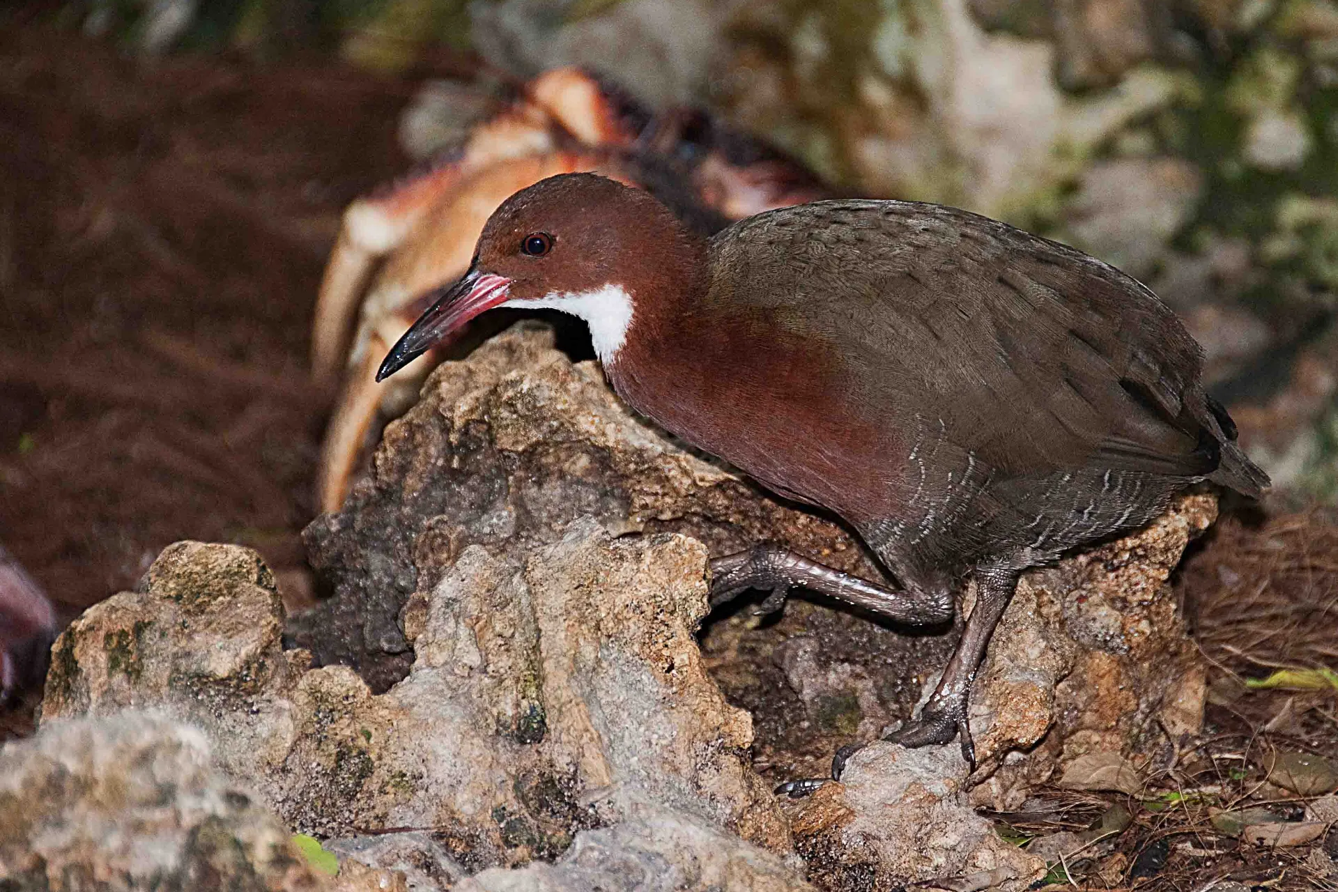 Chruściel białogardły odrodził się po tym, jak był wymarły przez tysiąc lat