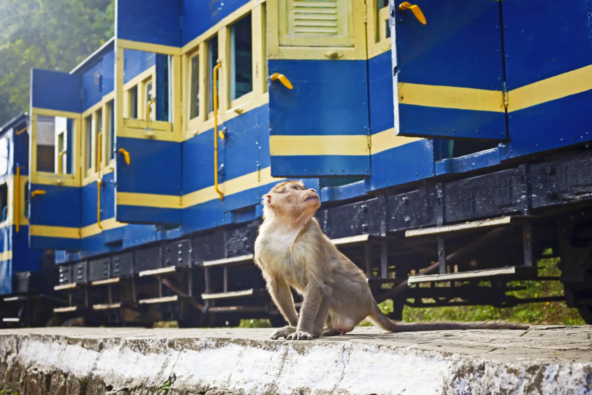 Istnieją 23 gatunki z rodziny koczkodanowatych Istnieją 23 gatunki z rodziny koczkodanowatych