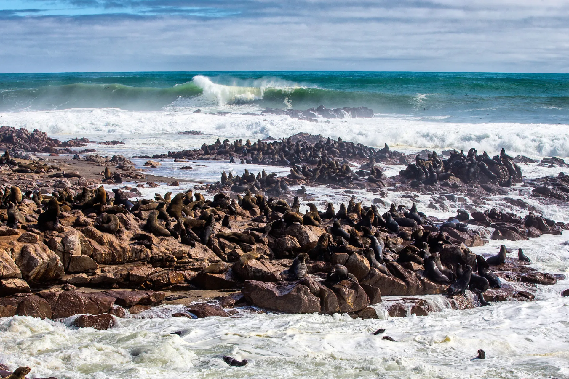 Foki odpoczywają w kolonii Foki odpoczywają w kolonii