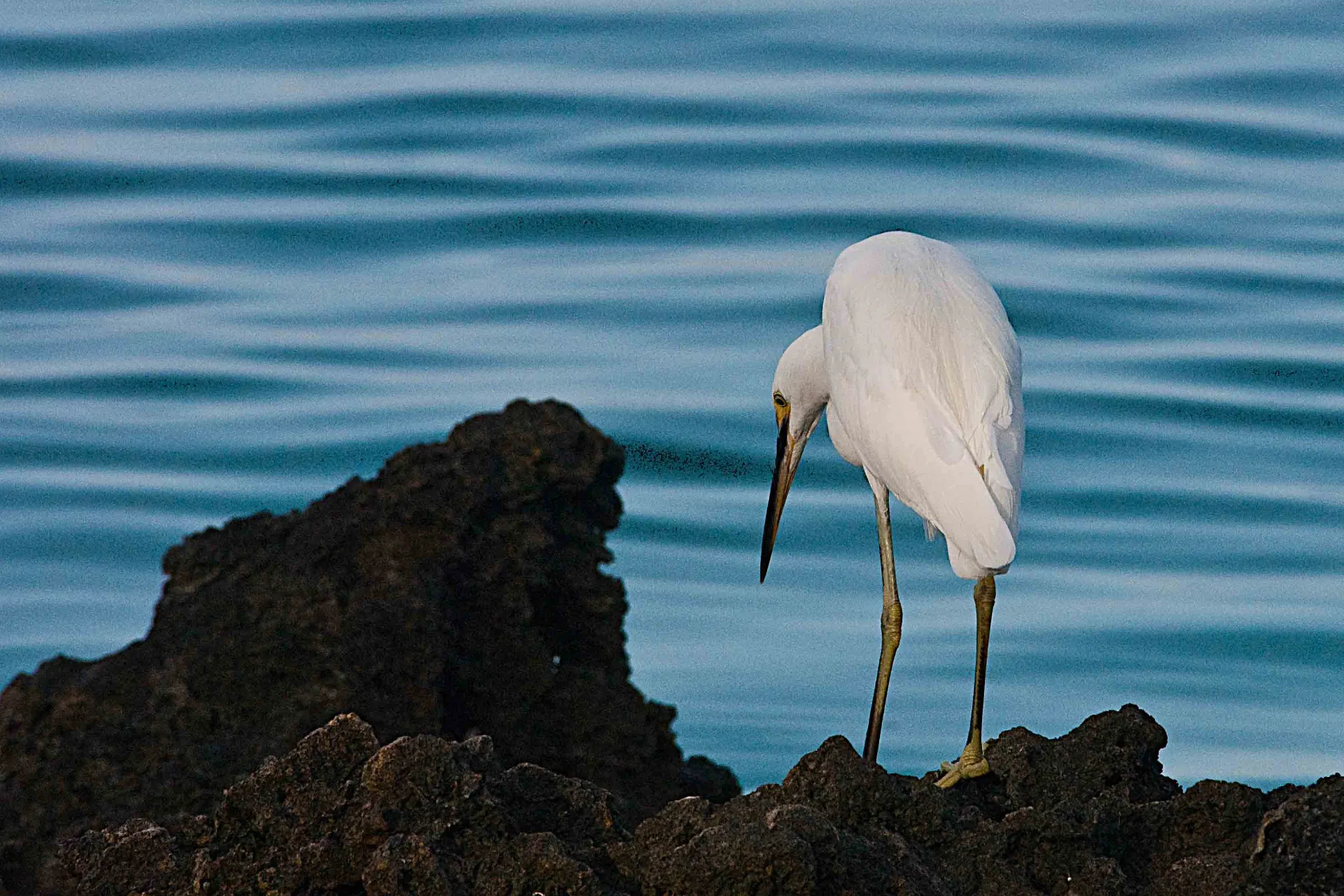Czapla z Aldabry – rzadki ptak wysp. Ten unikalny gatunek czapli żyje tylko na atolu Aldabra i występuje w odmianie białej i ciemnoszarej