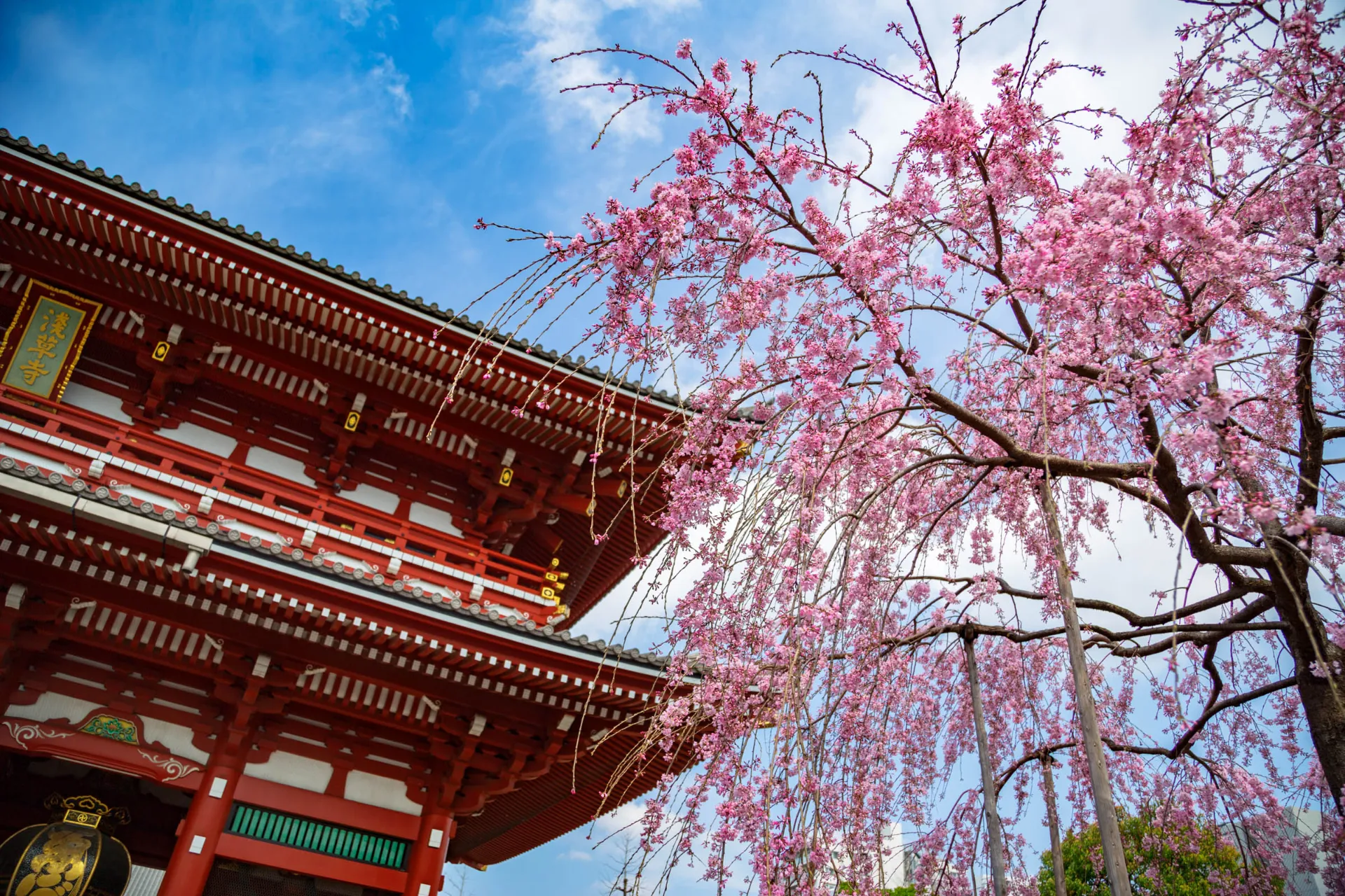 Kwitnące wiśnie przy świątyni Asakusa Kannon Kwitnące wiśnie przy świątyni Asakusa Kannon