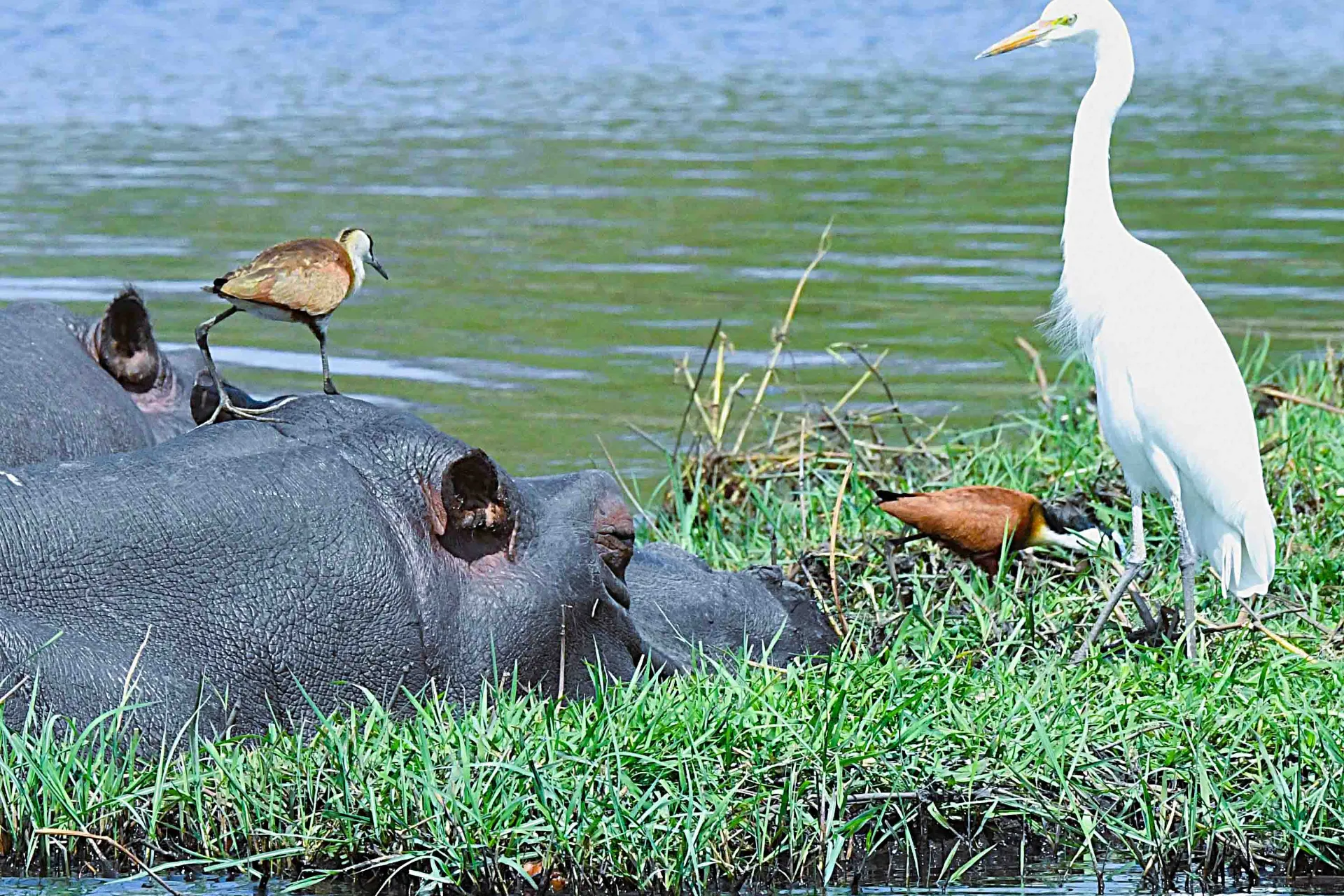 Hipopotam i ptaki czerpią korzyści ze współżycia Hipopotam i ptaki czerpią korzyści ze współżycia