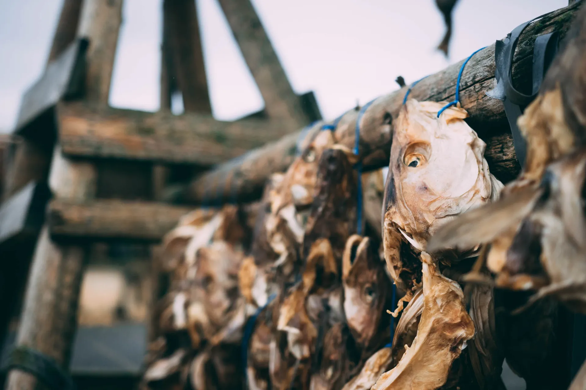 Suszona ryba to niesolona ryba suszona na słońcu i wietrze Suszona ryba to niesolona ryba suszona na słońcu i wietrze