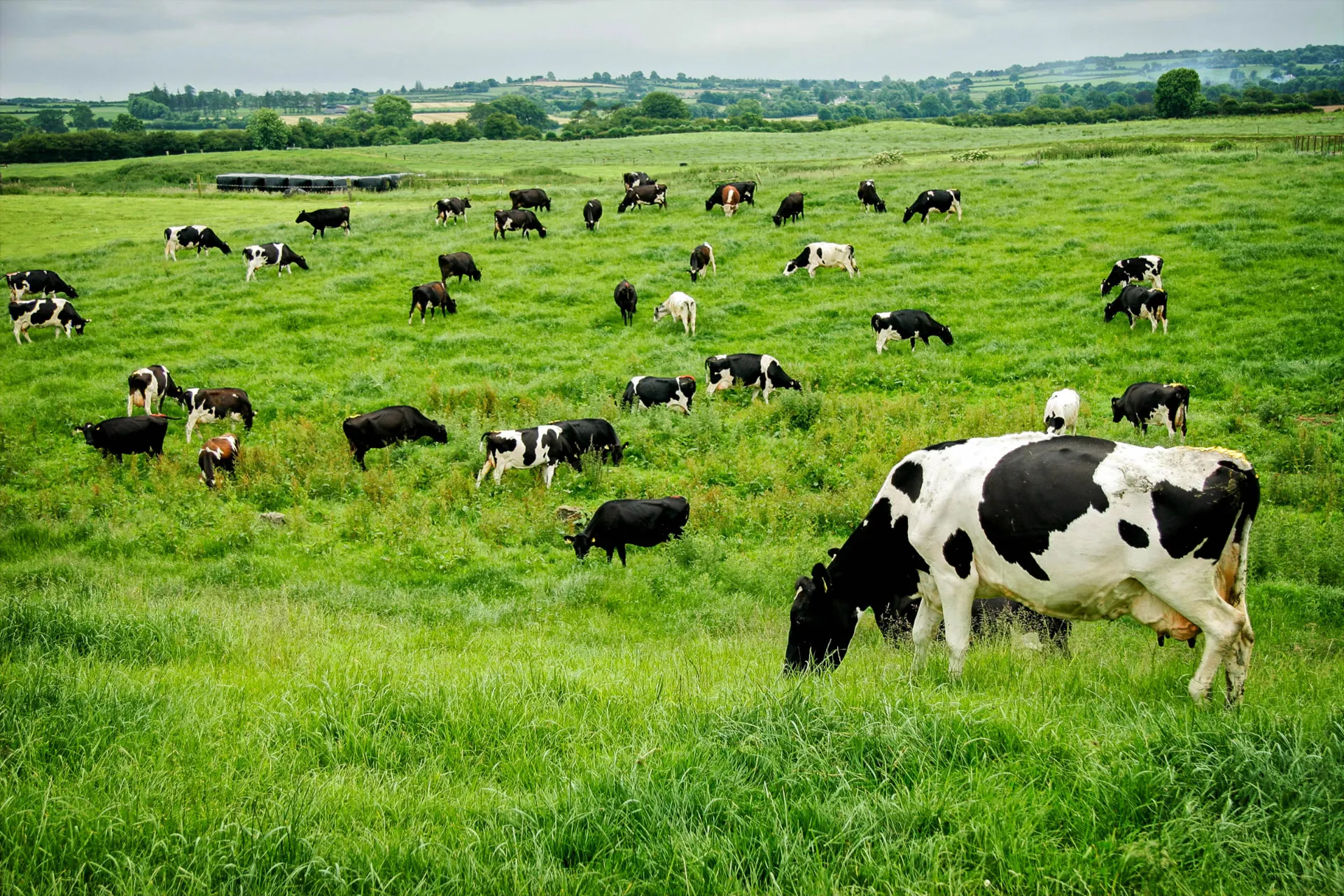 Krowy mleczne na zielonej trawie Krowy mleczne na zielonej trawie