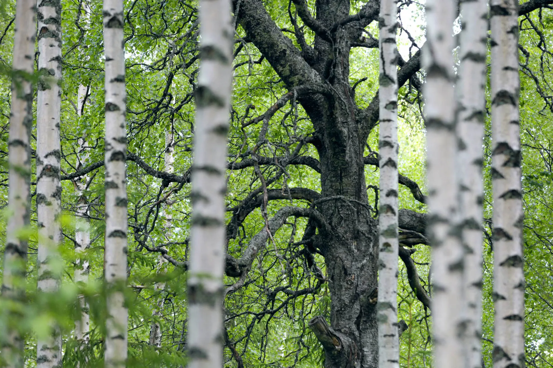 Brzozy w fińskim krajobrazie – jasne pnie i zielone korony jako symbol natury nordyckiej Brzozy w fińskim krajobrazie – jasne pnie i zielone korony jako symbol natury nordyckiej