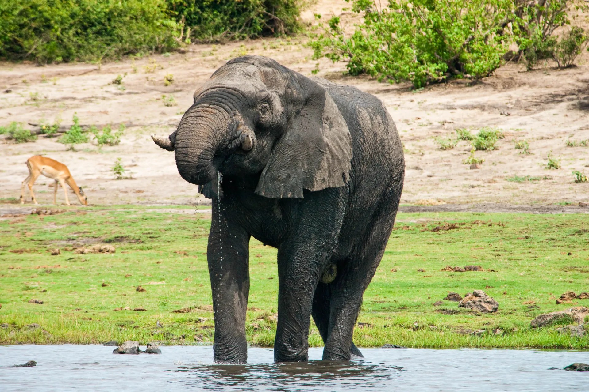 Słoń wypija do 250 litrów wody dziennie Słoń wypija do 250 litrów wody dziennie