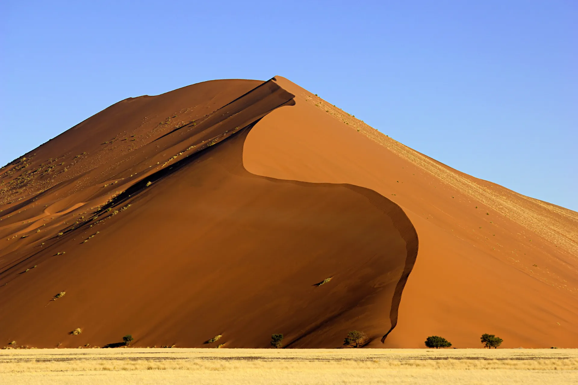 Jedna z kultowych czerwonych wydm Sossusvlei majestatycznie wznosi się ku czystemu niebu Jedna z kultowych czerwonych wydm Sossusvlei majestatycznie wznosi się ku czystemu niebu