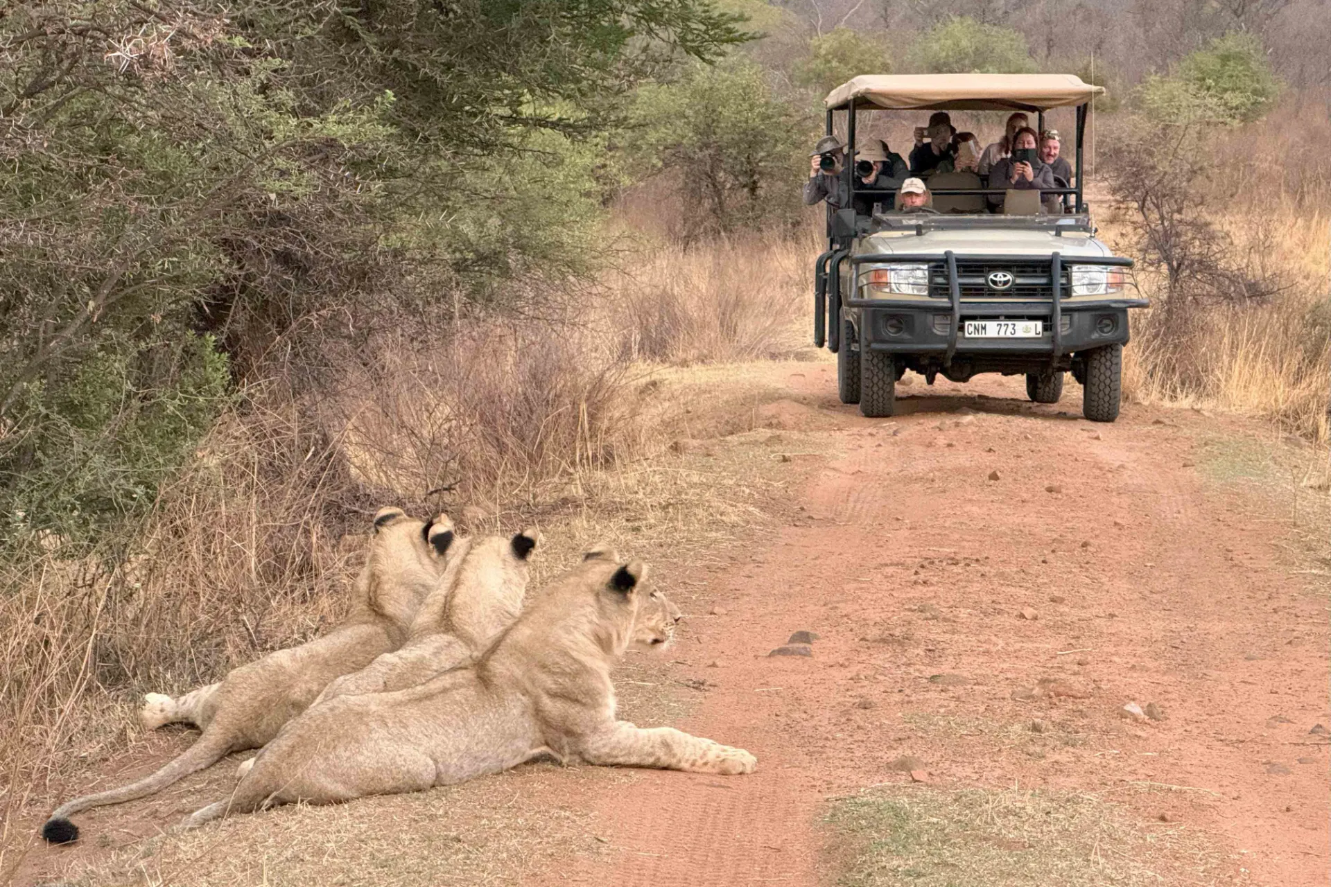 Lwy - i inne zwierzęta - postrzegają jeep jako jeden organizm Lwy - i inne zwierzęta - postrzegają jeep jako jeden organizm