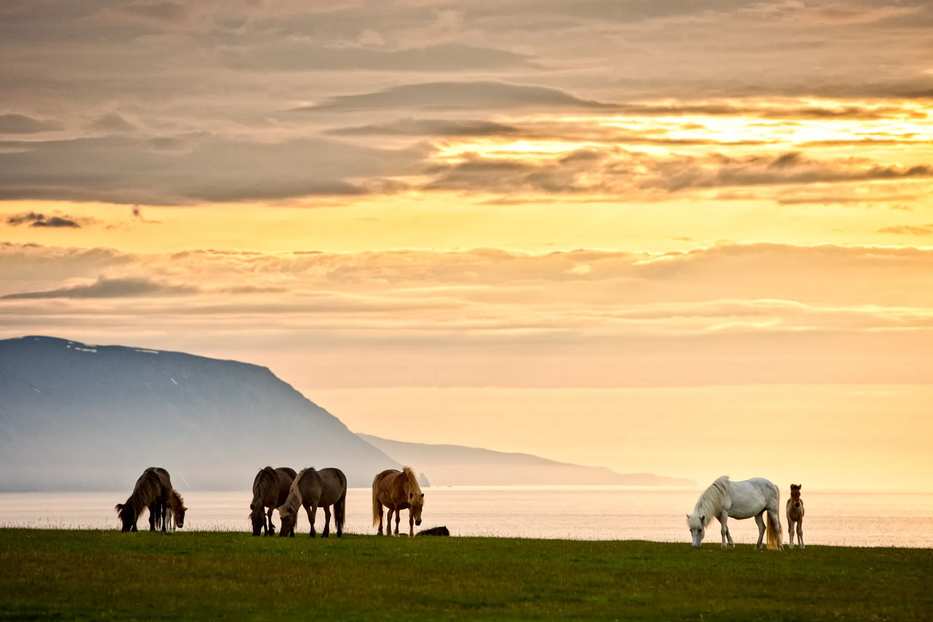 Zielone łąki z pasącymi się końmi nie są rzadkim widokiem Zielone łąki z pasącymi się końmi nie są rzadkim widokiem