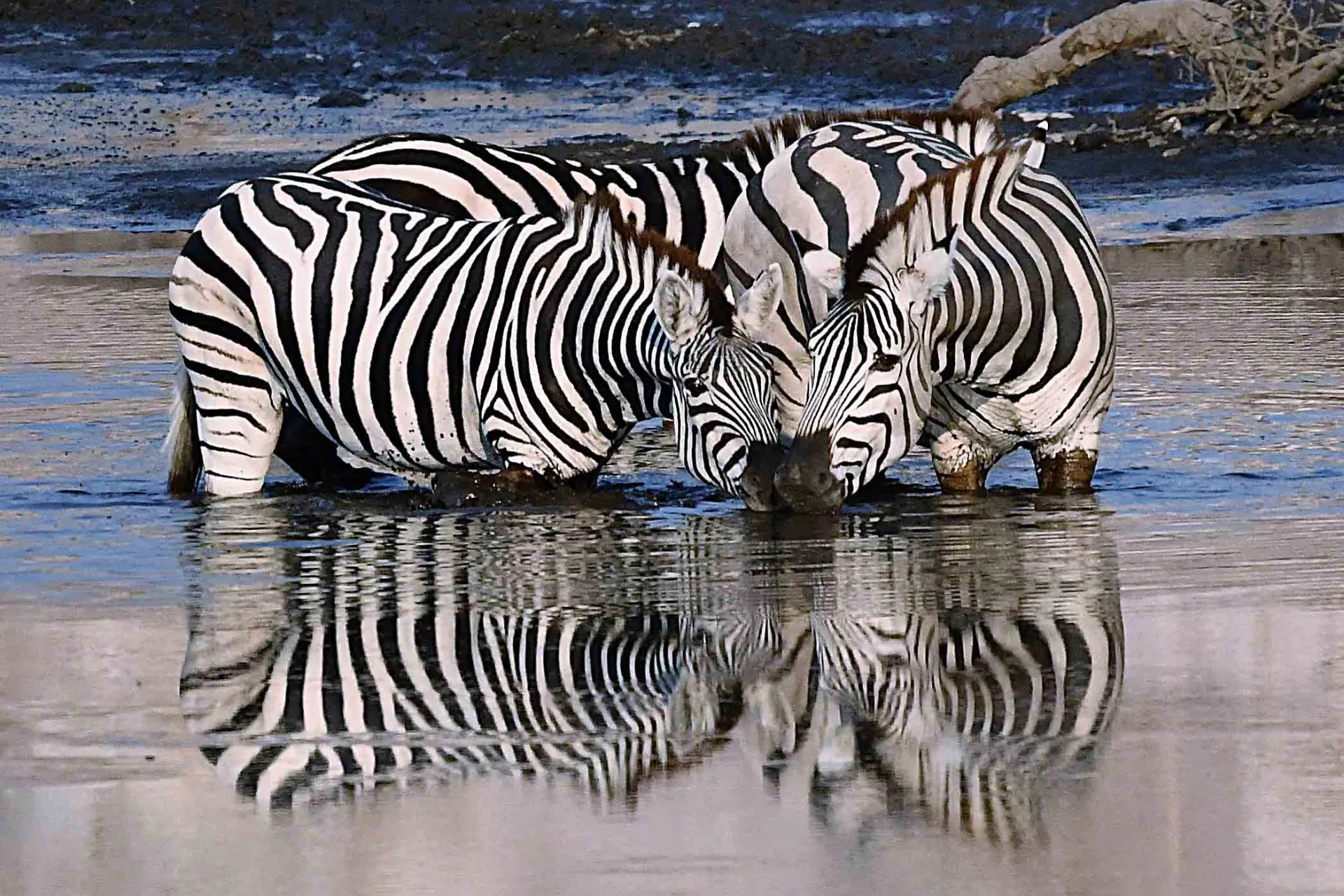Zebry kąpią się blisko siebie Zebry kąpią się blisko siebie