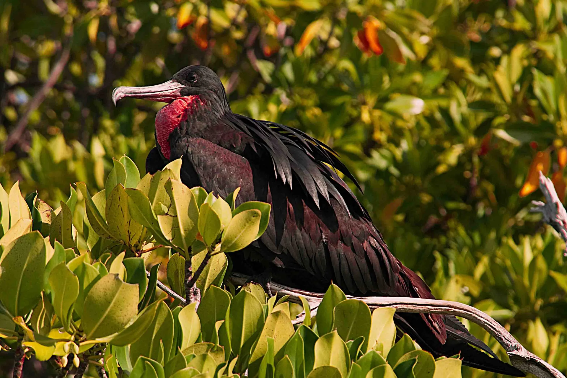 Wielki fregata – potrafi szybować w powietrzu przez kilka dni bez lądowania