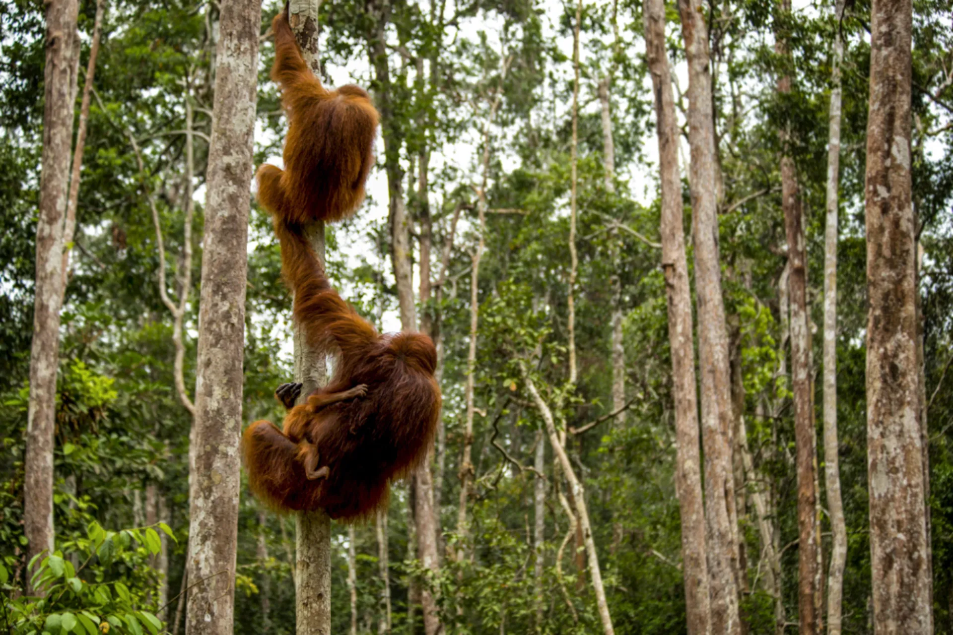 Dorosłe samice orangutanów ważą 30–50 kg. Samce około dwa razy tyle
