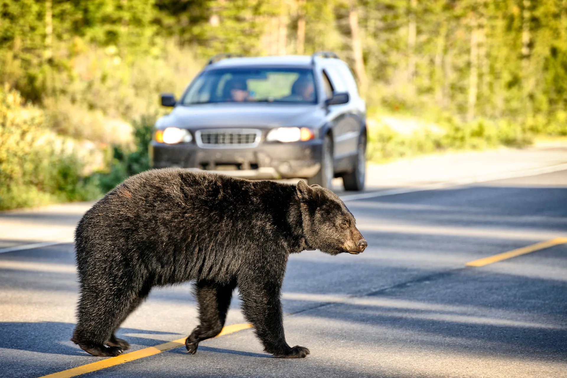 Niedźwiedzie czarne żyją spokojnym życiem w Kanadzie Niedźwiedzie czarne żyją spokojnym życiem w Kanadzie