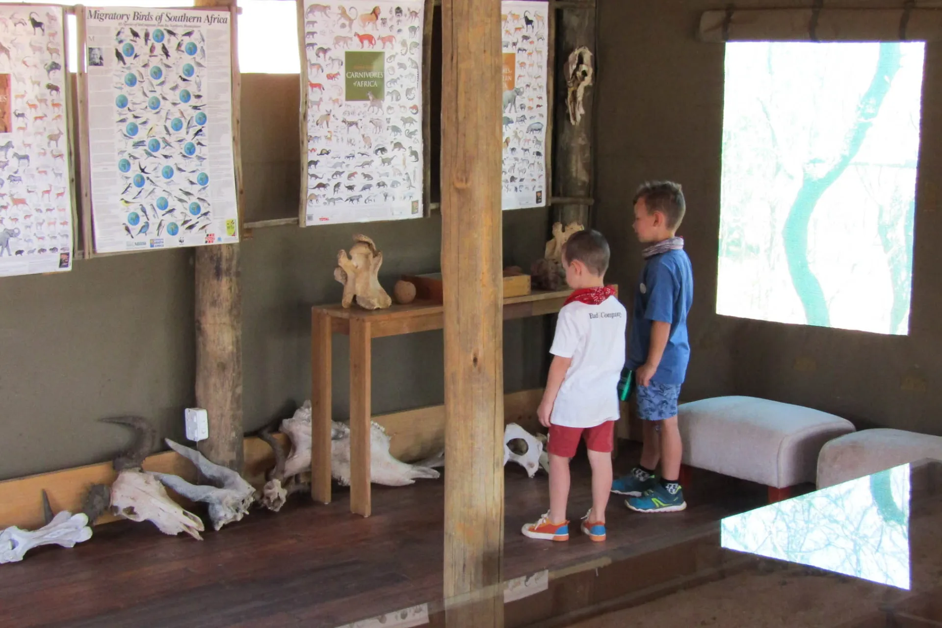 Mała kolekcja czaszek jest badana Mała kolekcja czaszek jest badana