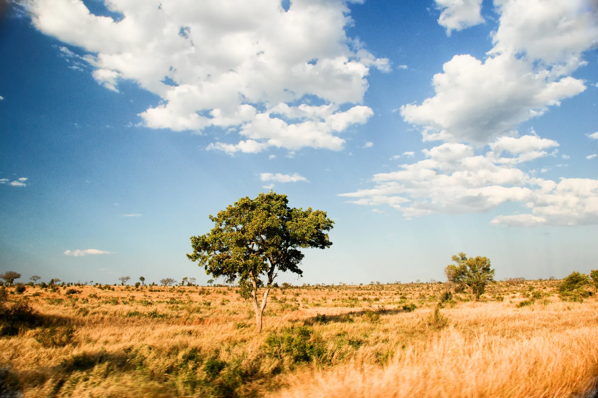 Ciesz się afrykańską sawanną Ciesz się afrykańską sawanną