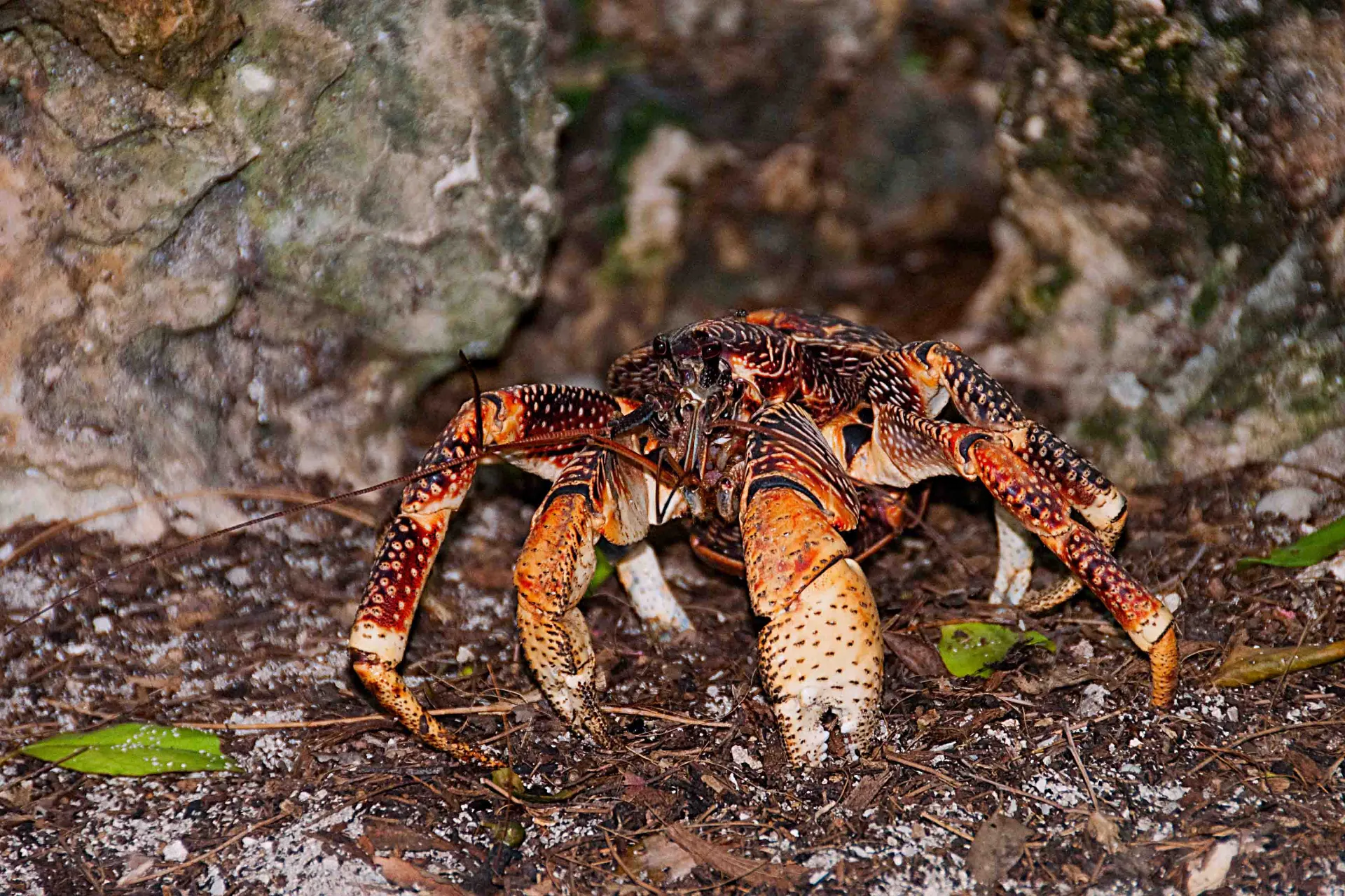 Krab kokosowy – olbrzym wysp – największy krab lądowy na świecie potrafi otworzyć nawet najtwardsze kokosy