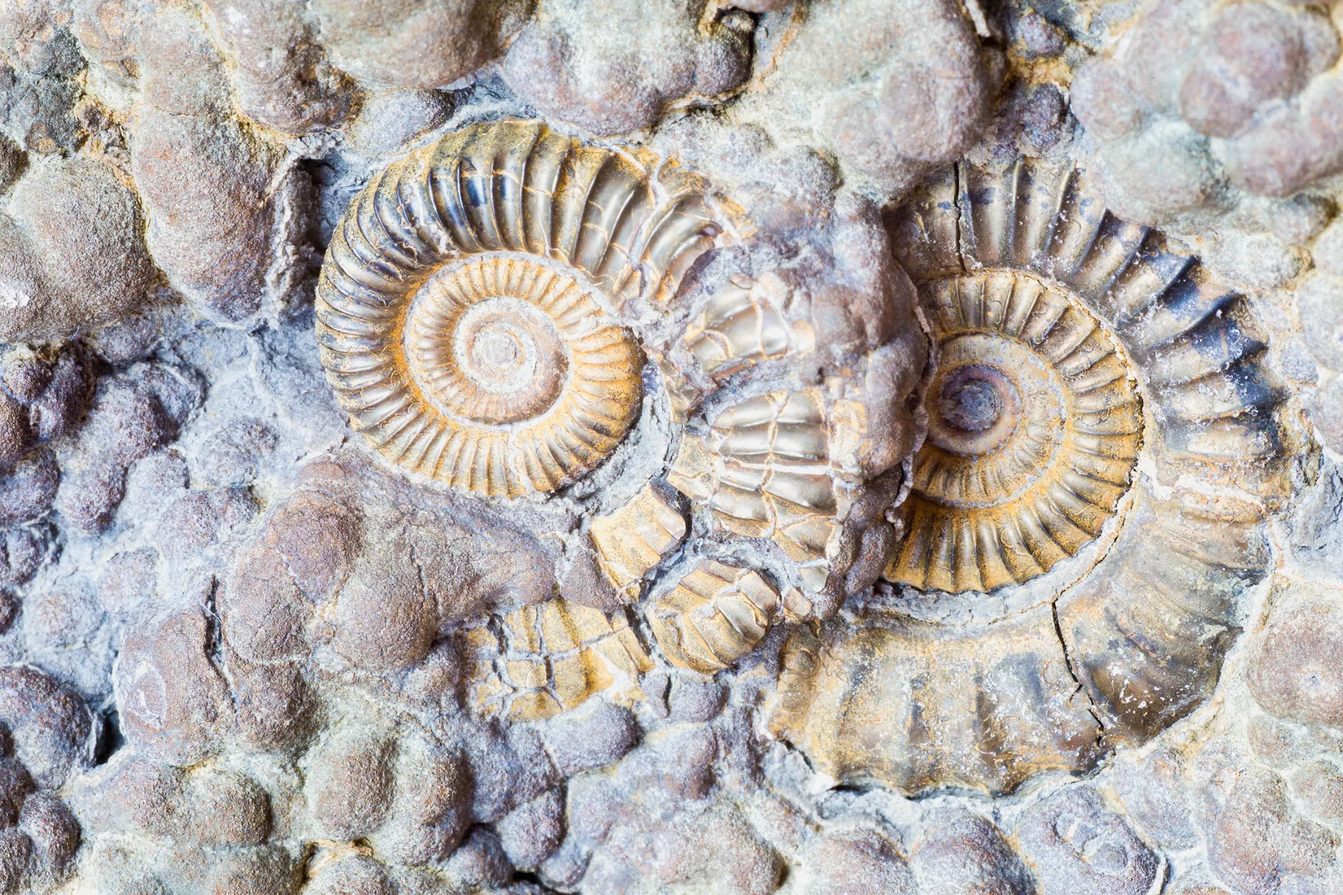 Skamieniałości amonitów w Lyme Regis, Dorset – ślady z epoki dinozaurów na słynnym Jurassic Coast Skamieniałości amonitów w Lyme Regis, Dorset – ślady z epoki dinozaurów na słynnym Jurassic Coast