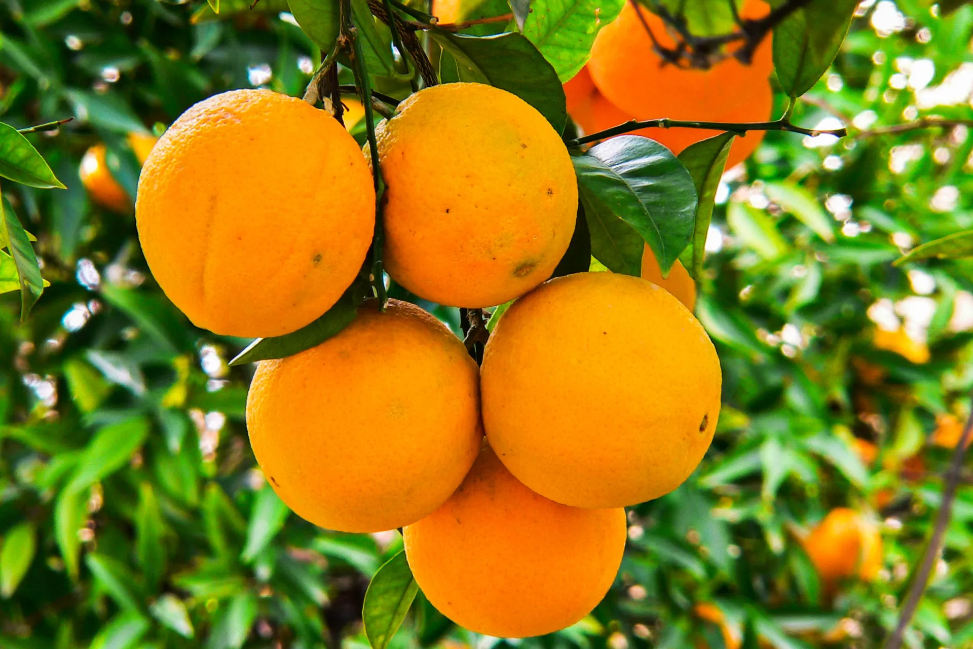 Dużo okazji do spróbowania wszystkiego dobrego z pomarańczy Dużo okazji do spróbowania wszystkiego dobrego z pomarańczy